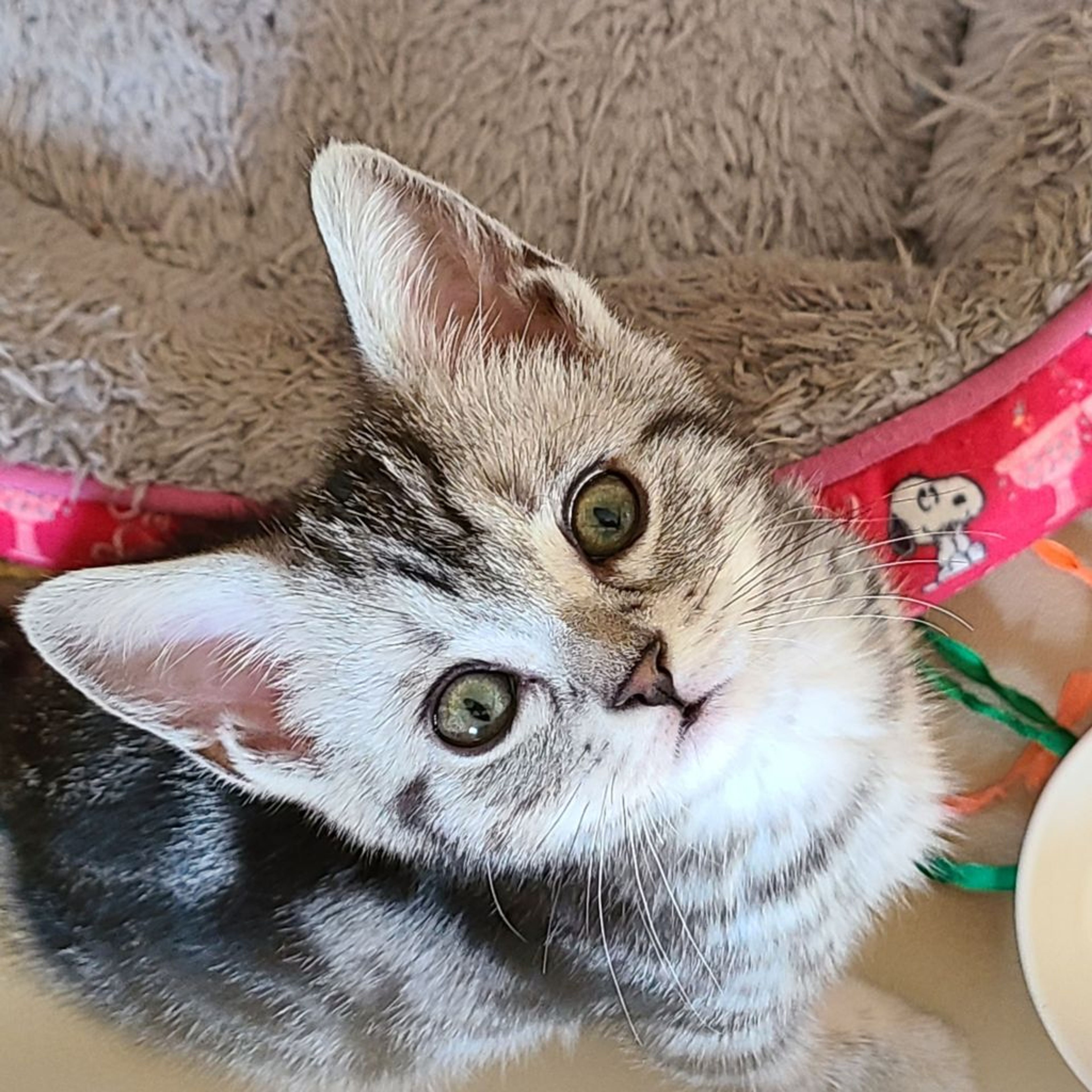 pet-image-2