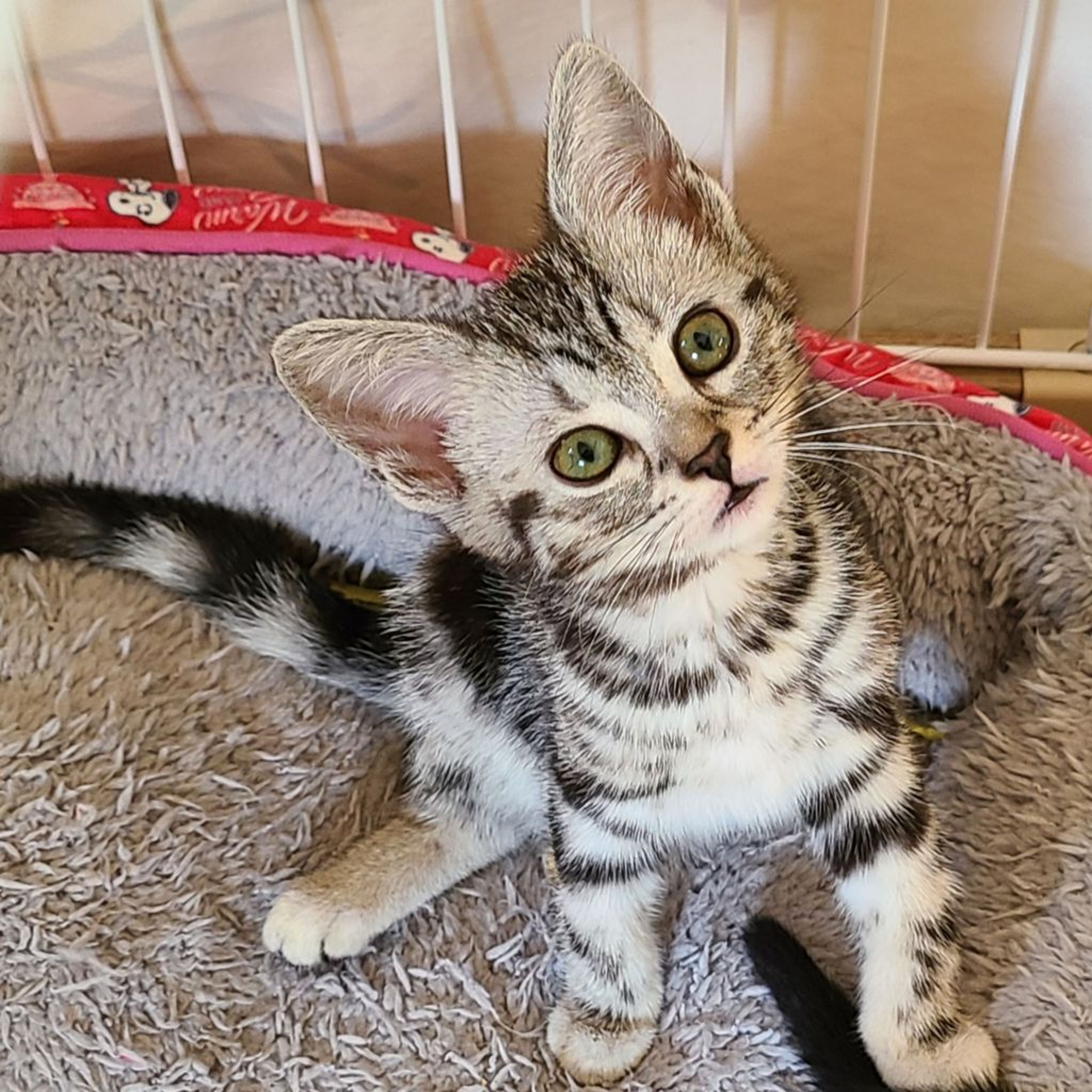pet-image-3