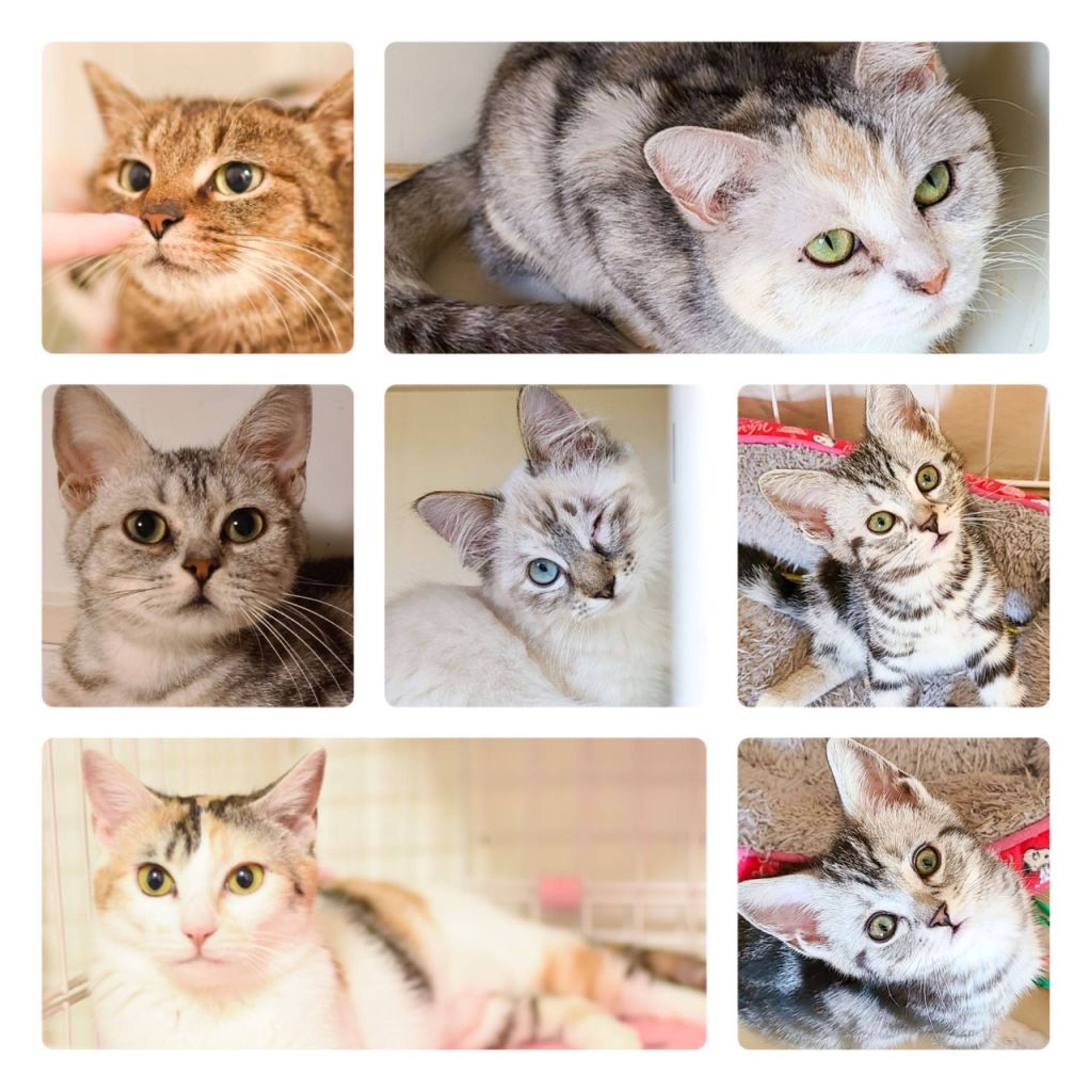 pet-image-6