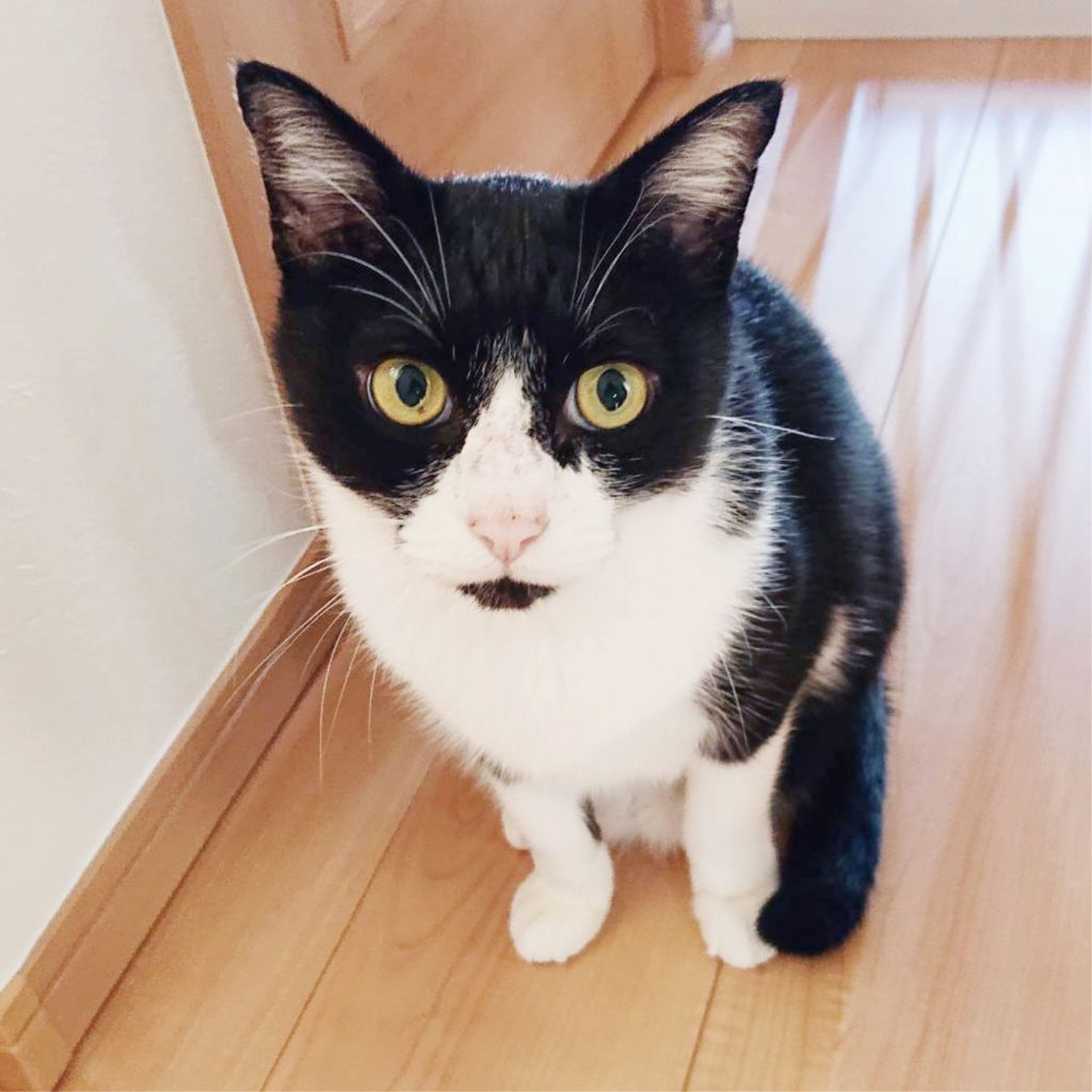 pet-image-3