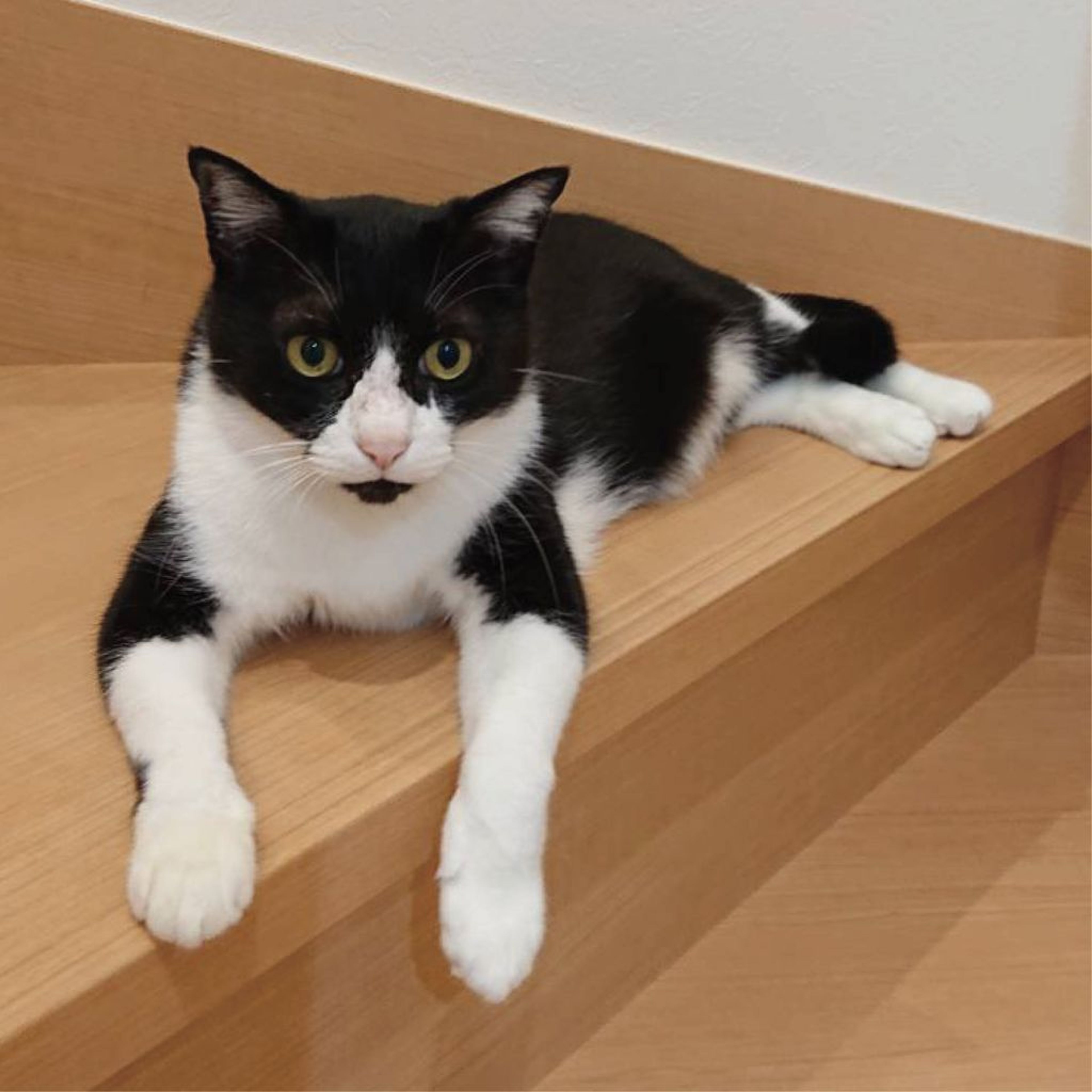 pet-image-4