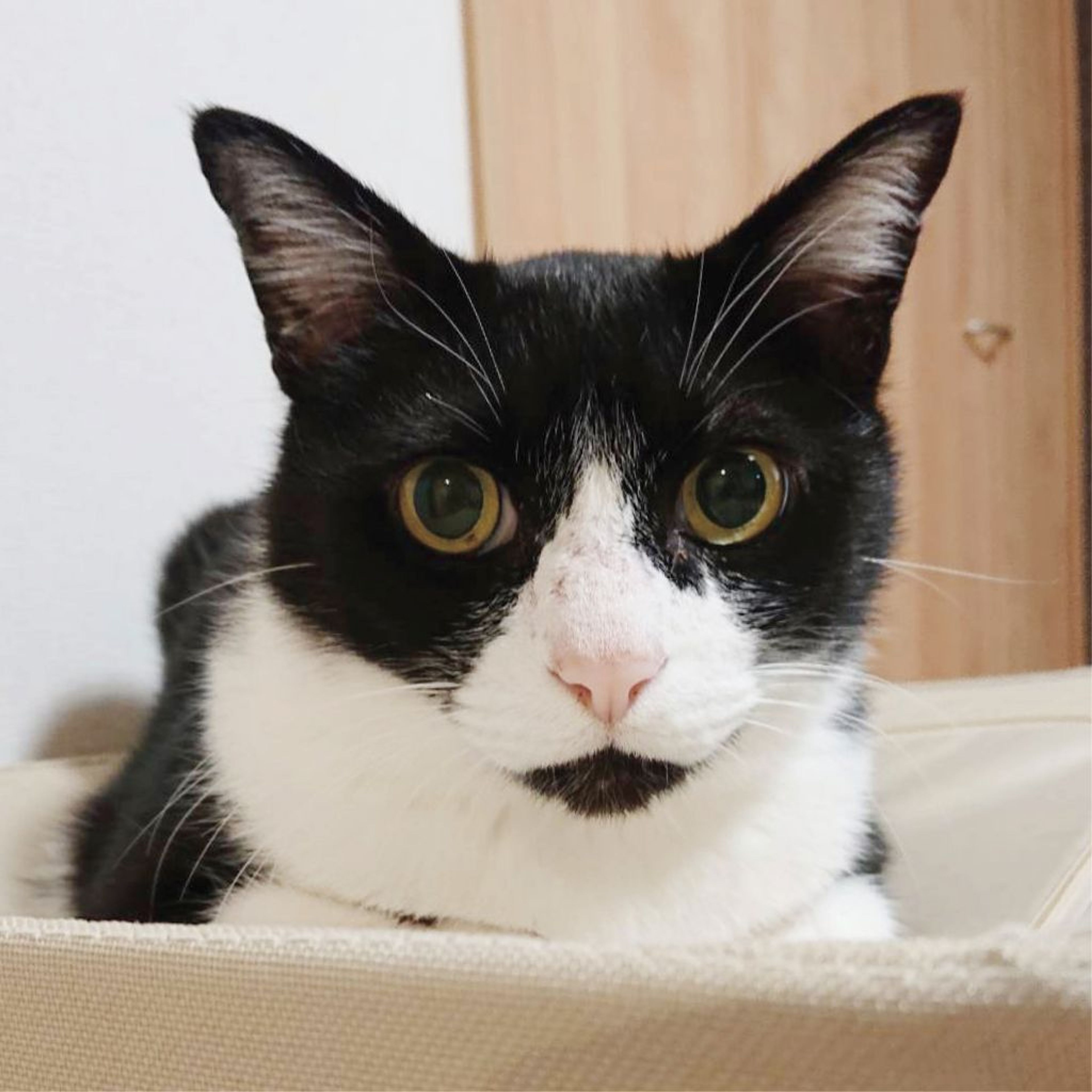 pet-image-5
