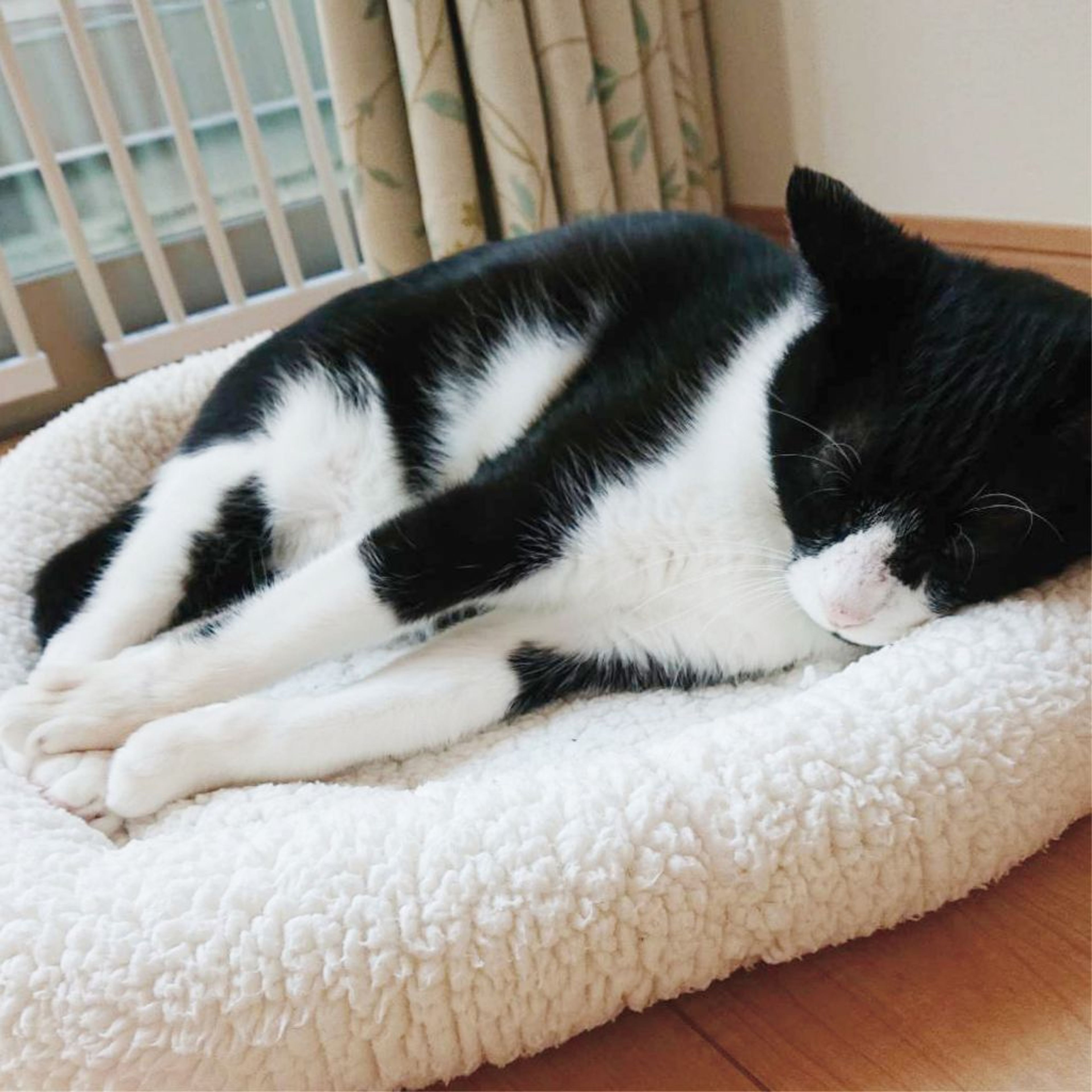 pet-image-7