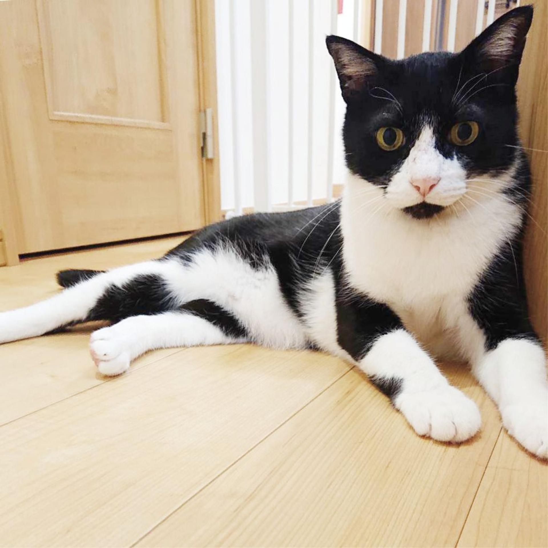 pet-image-8