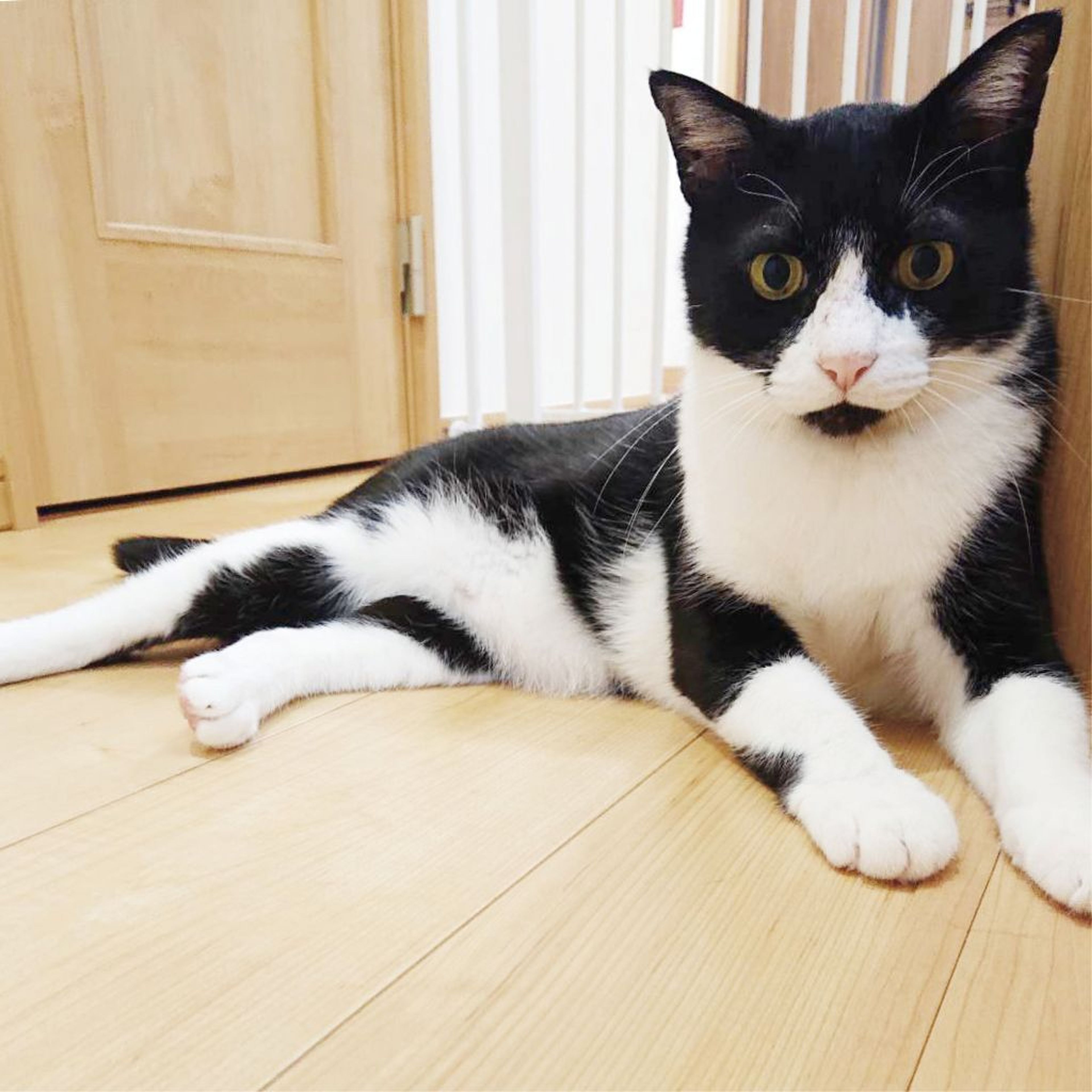 pet-image-8