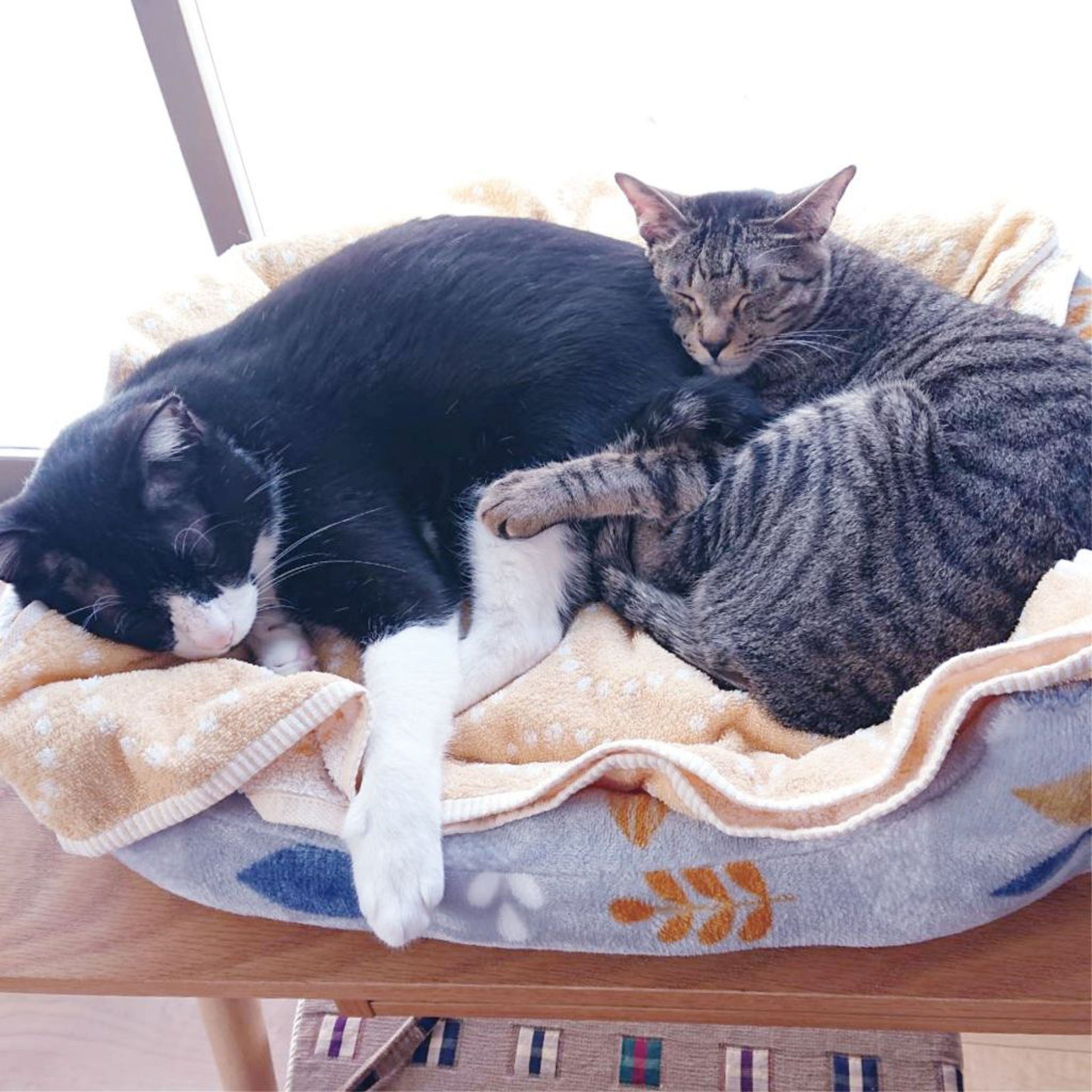 pet-image-9