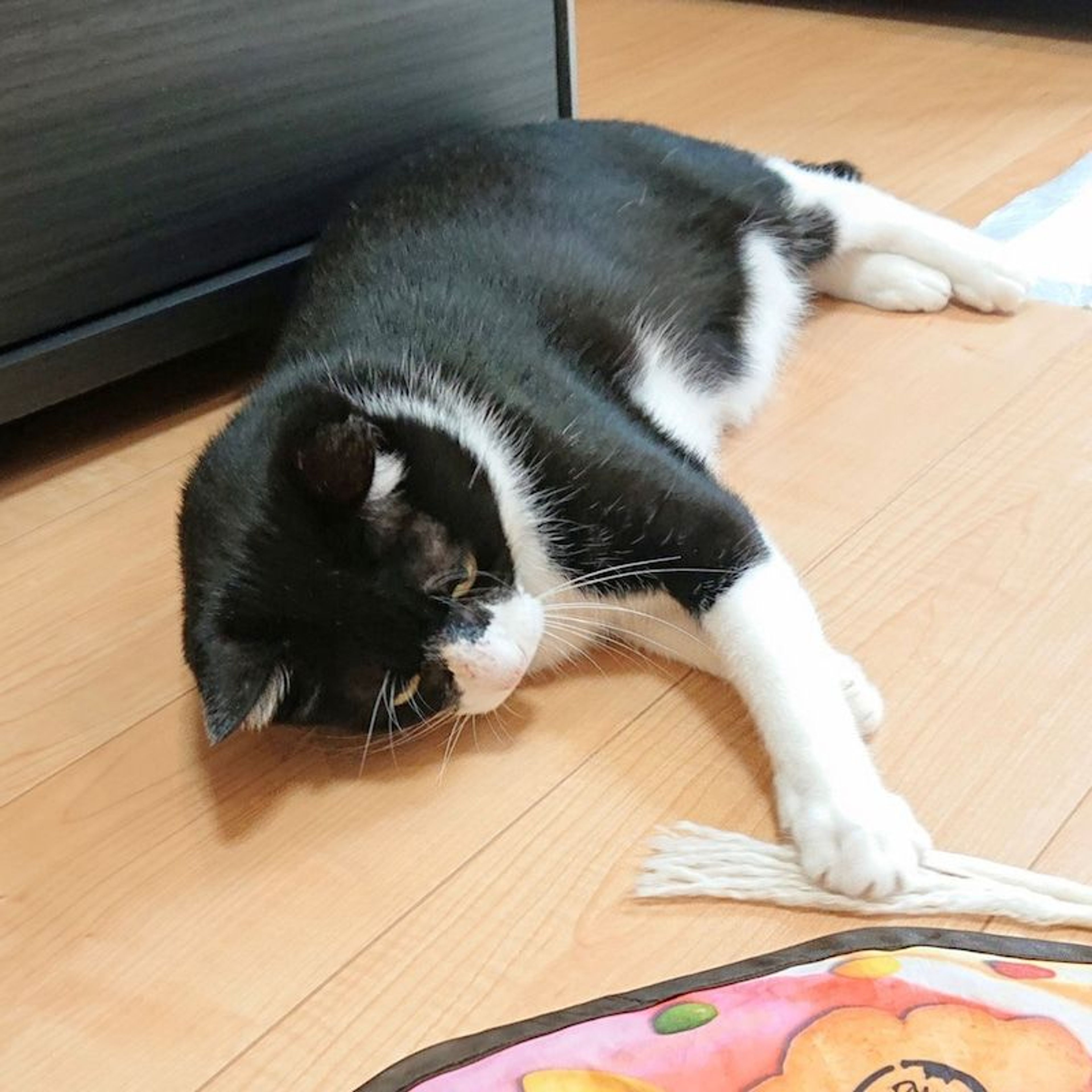 pet-image-10