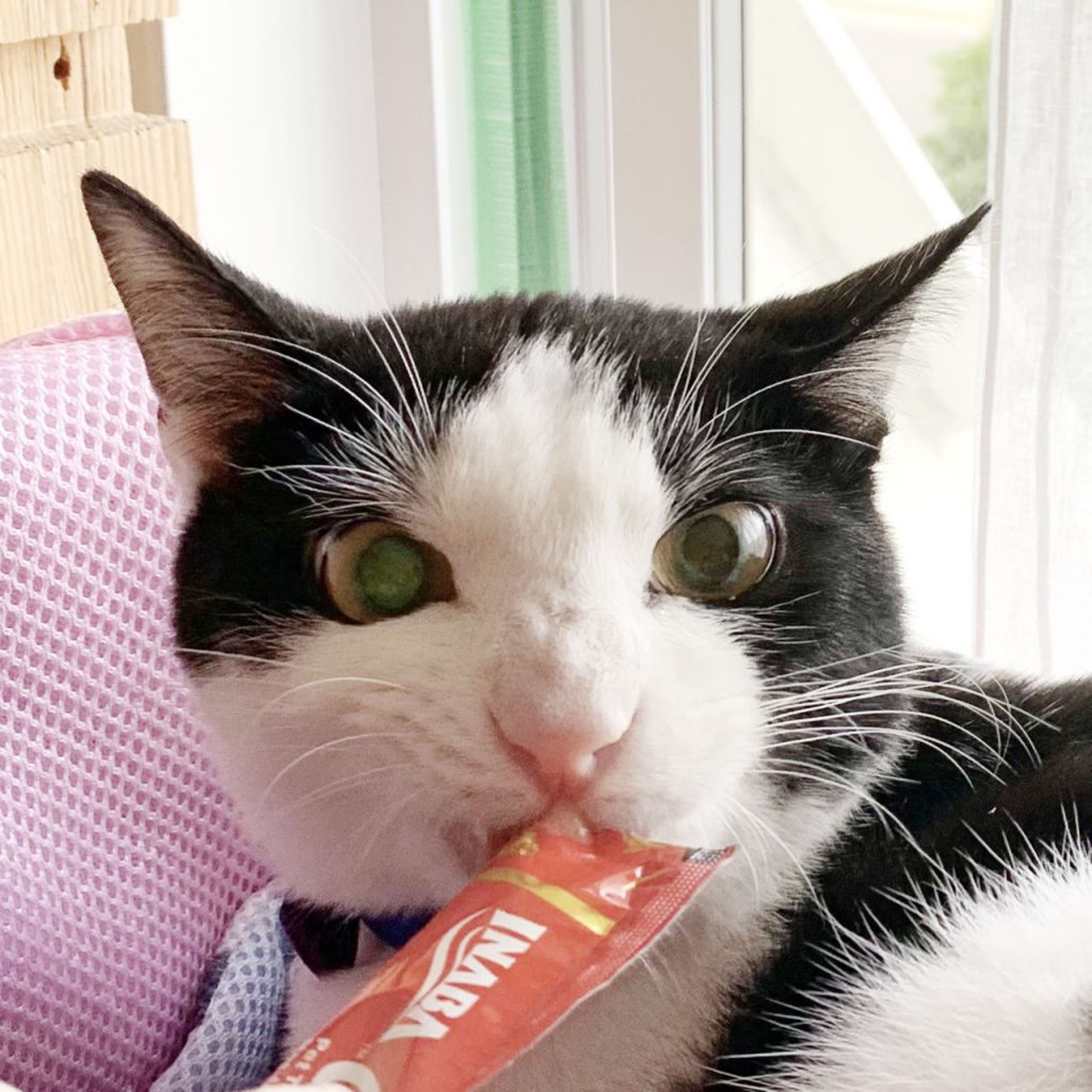 pet-image-5