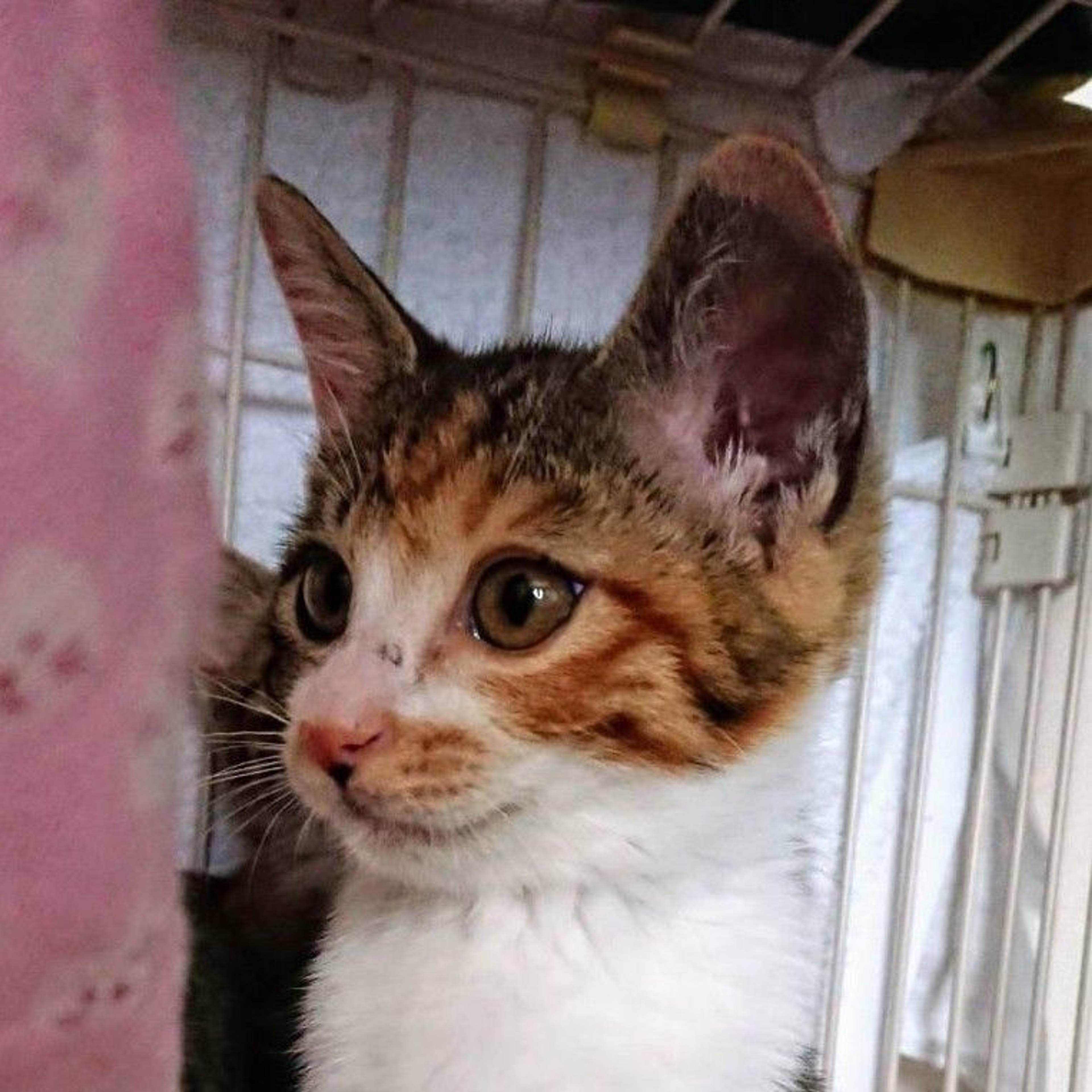 雑種（ミックス猫）・メスの里親募集の写真