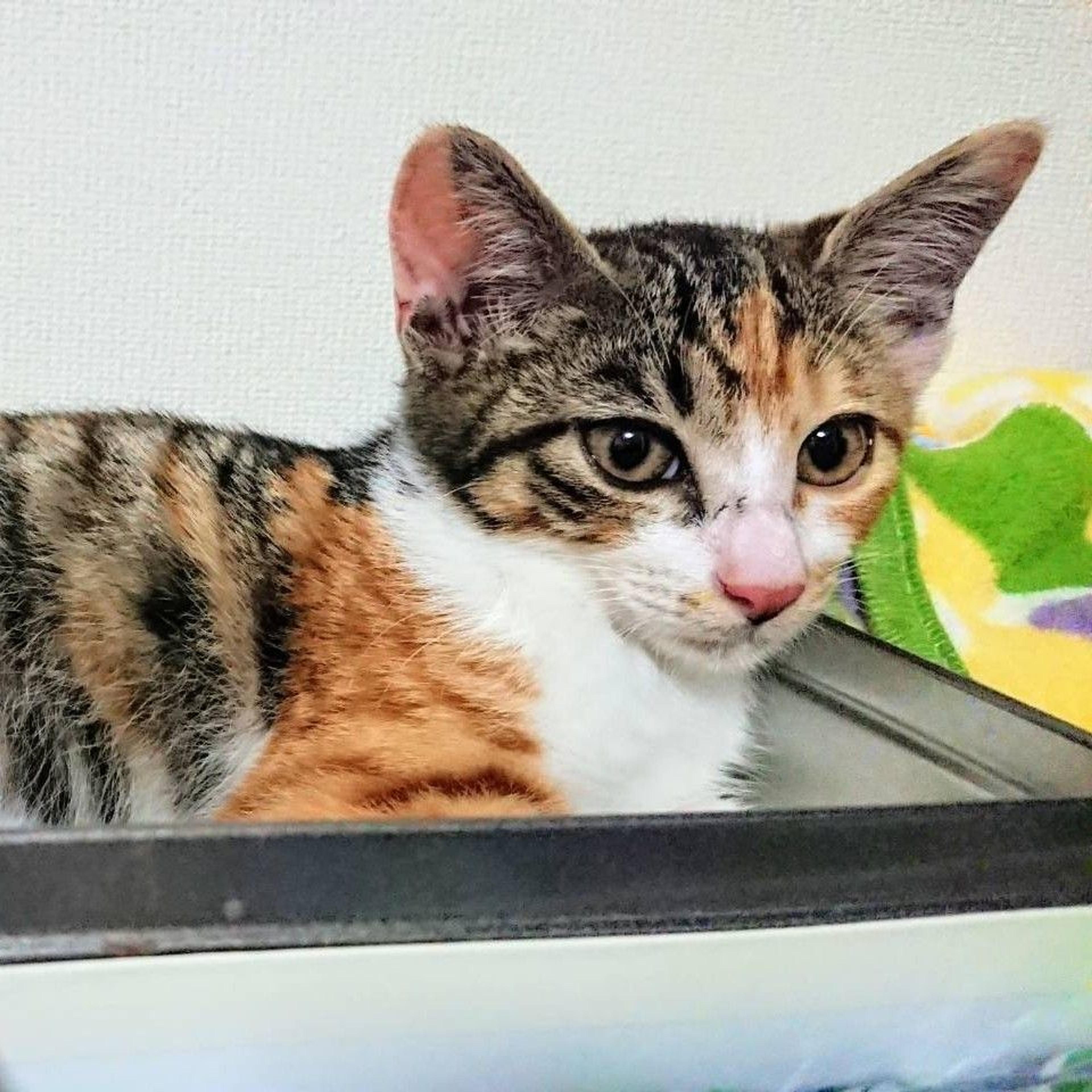 pet-image-2
