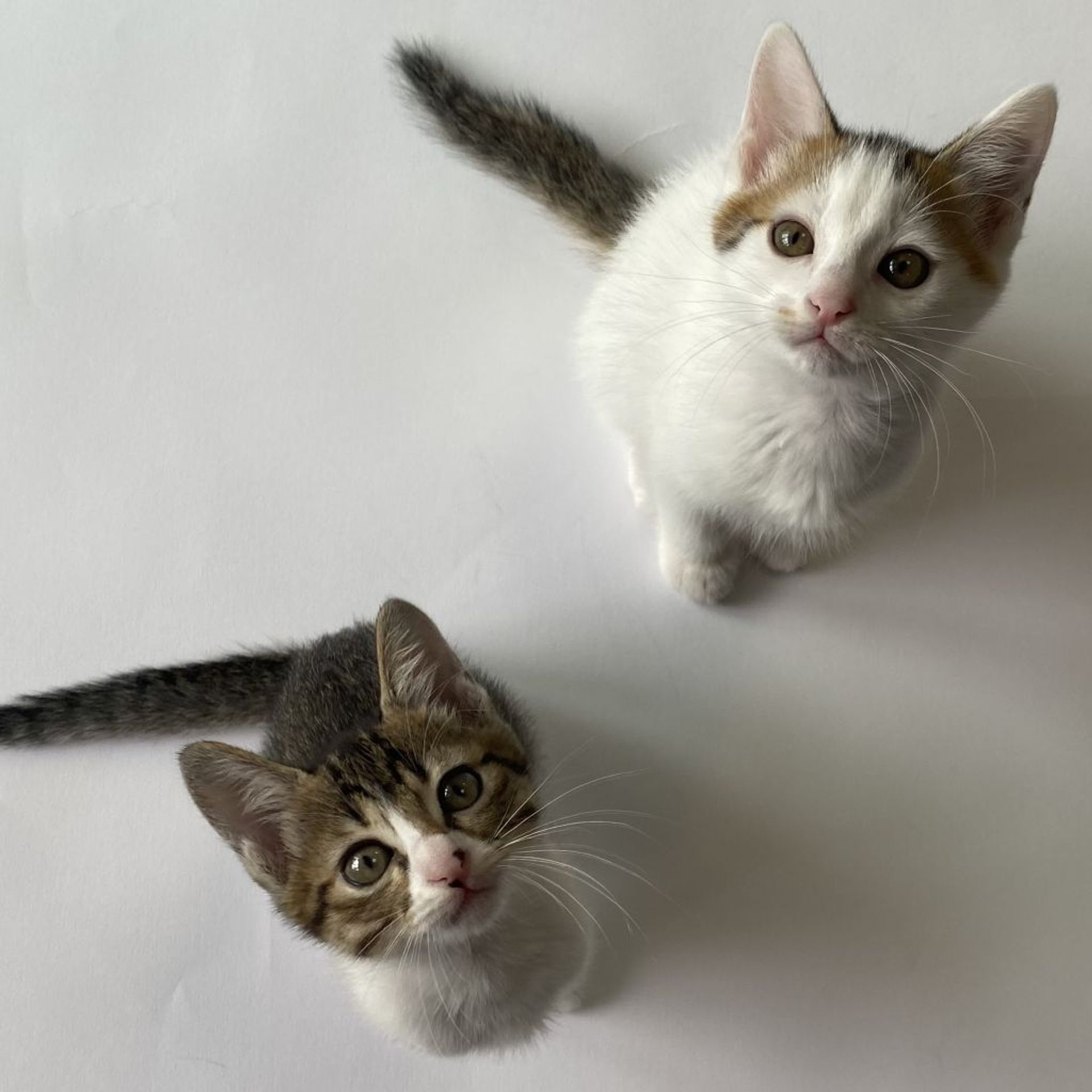 雑種（ミックス猫）・メスの里親募集の写真