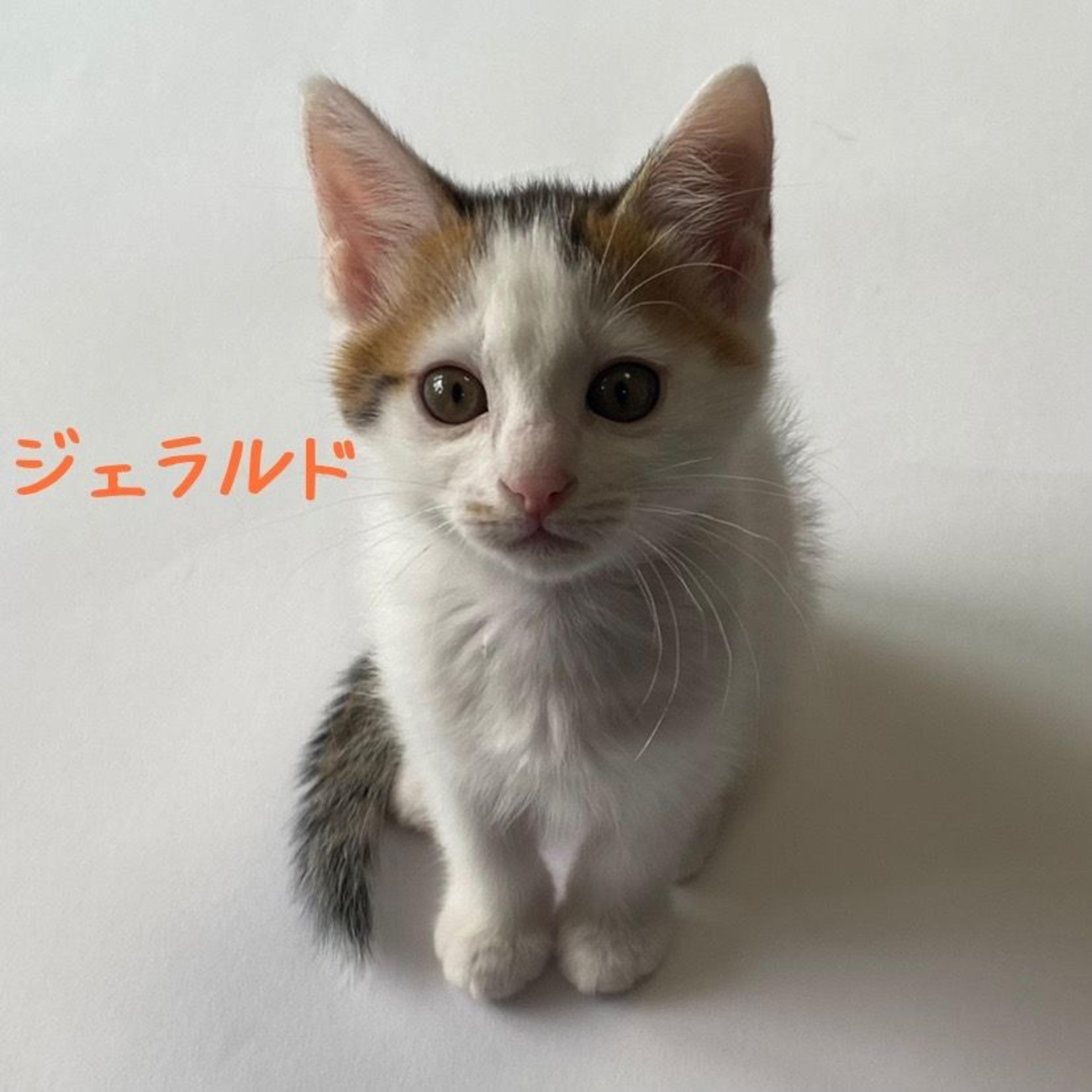 pet-image-3