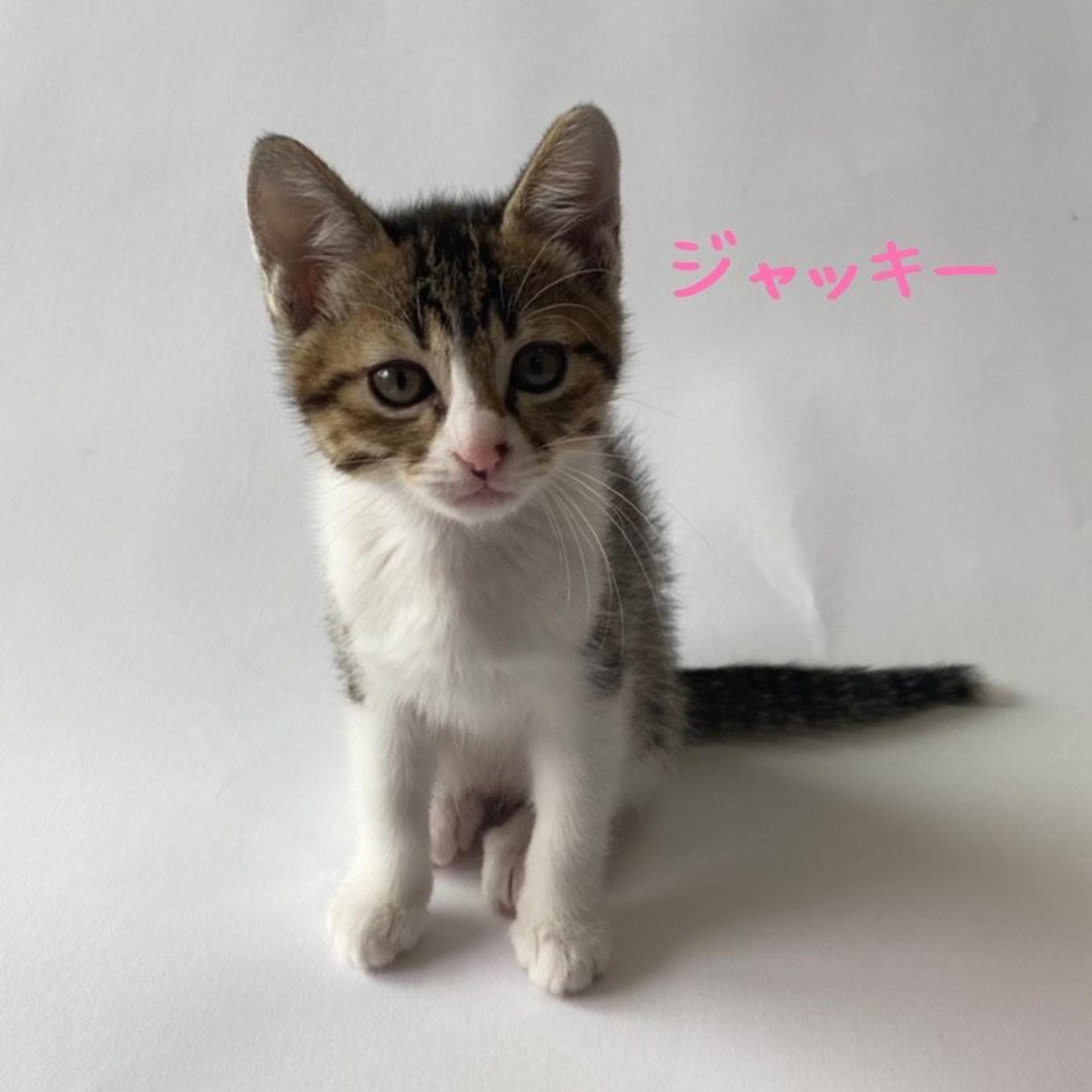 pet-image-4