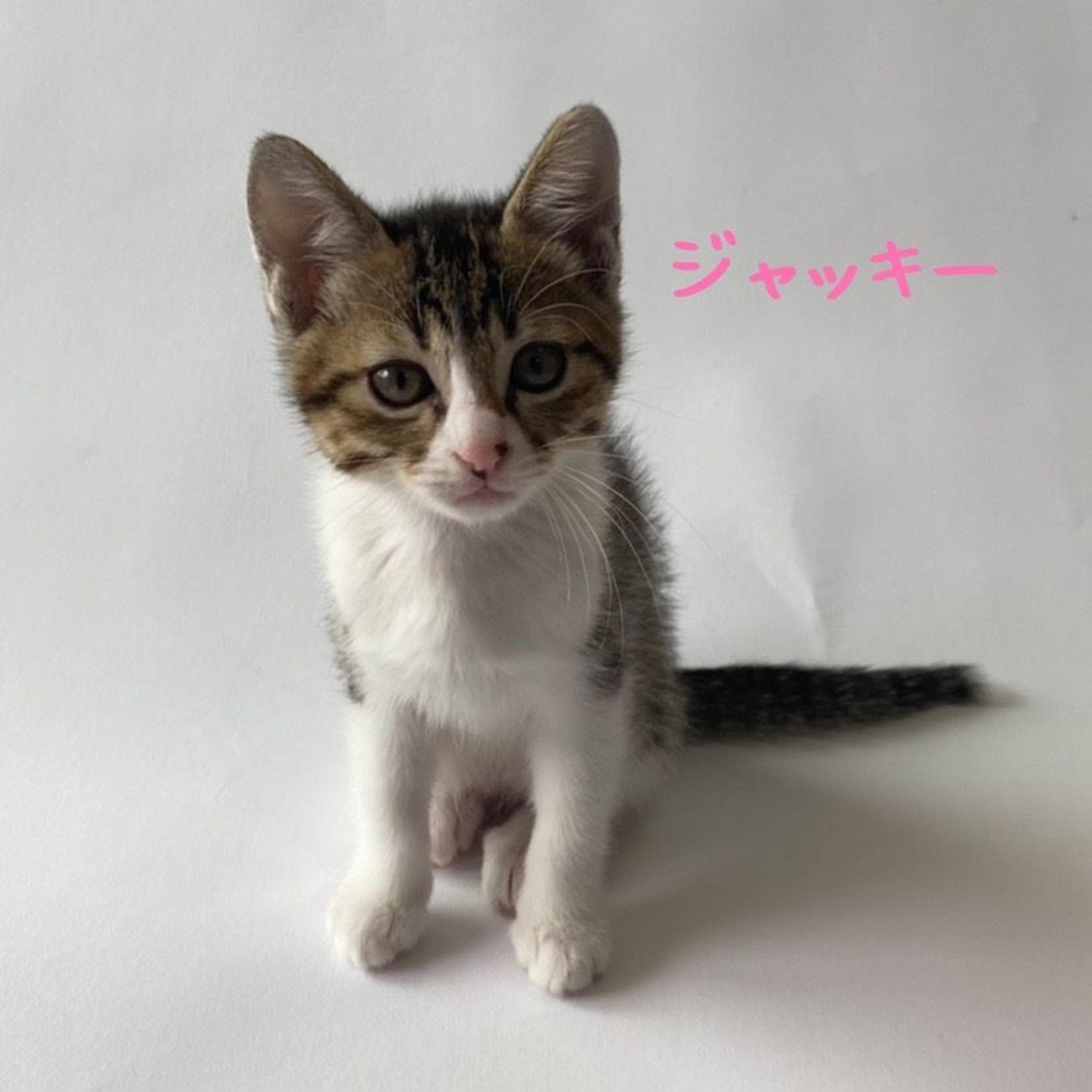 pet-image-4