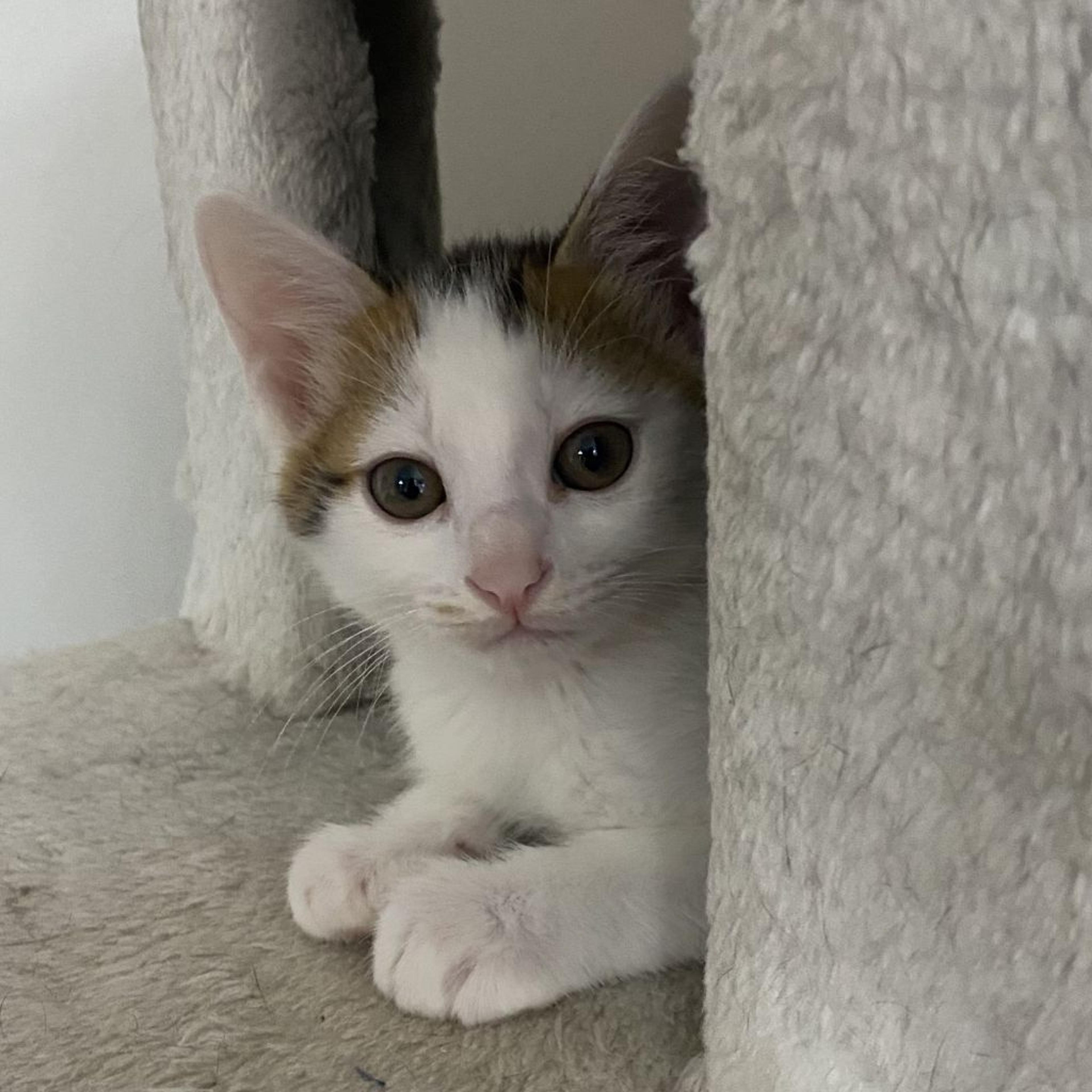 pet-image-5