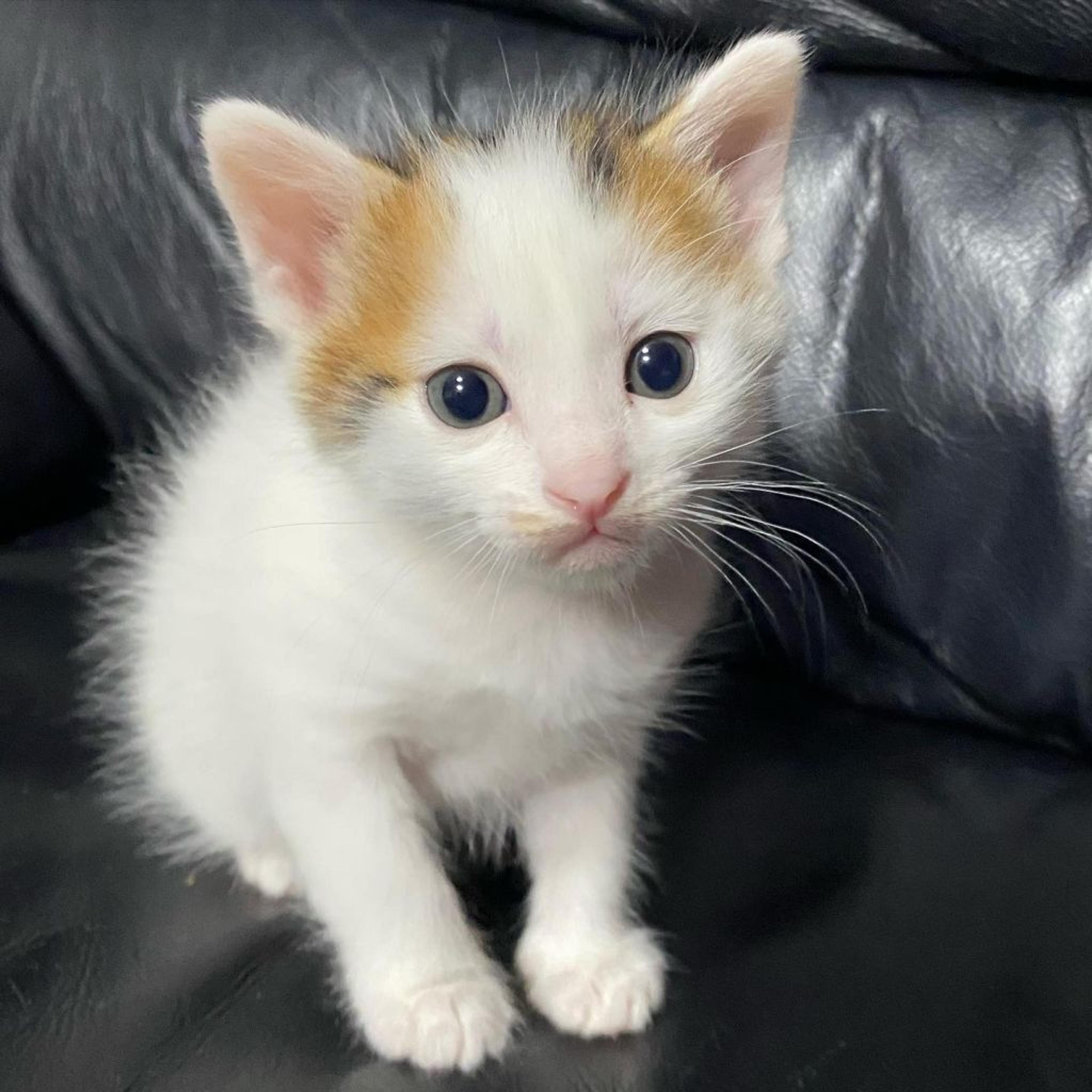 pet-image-7