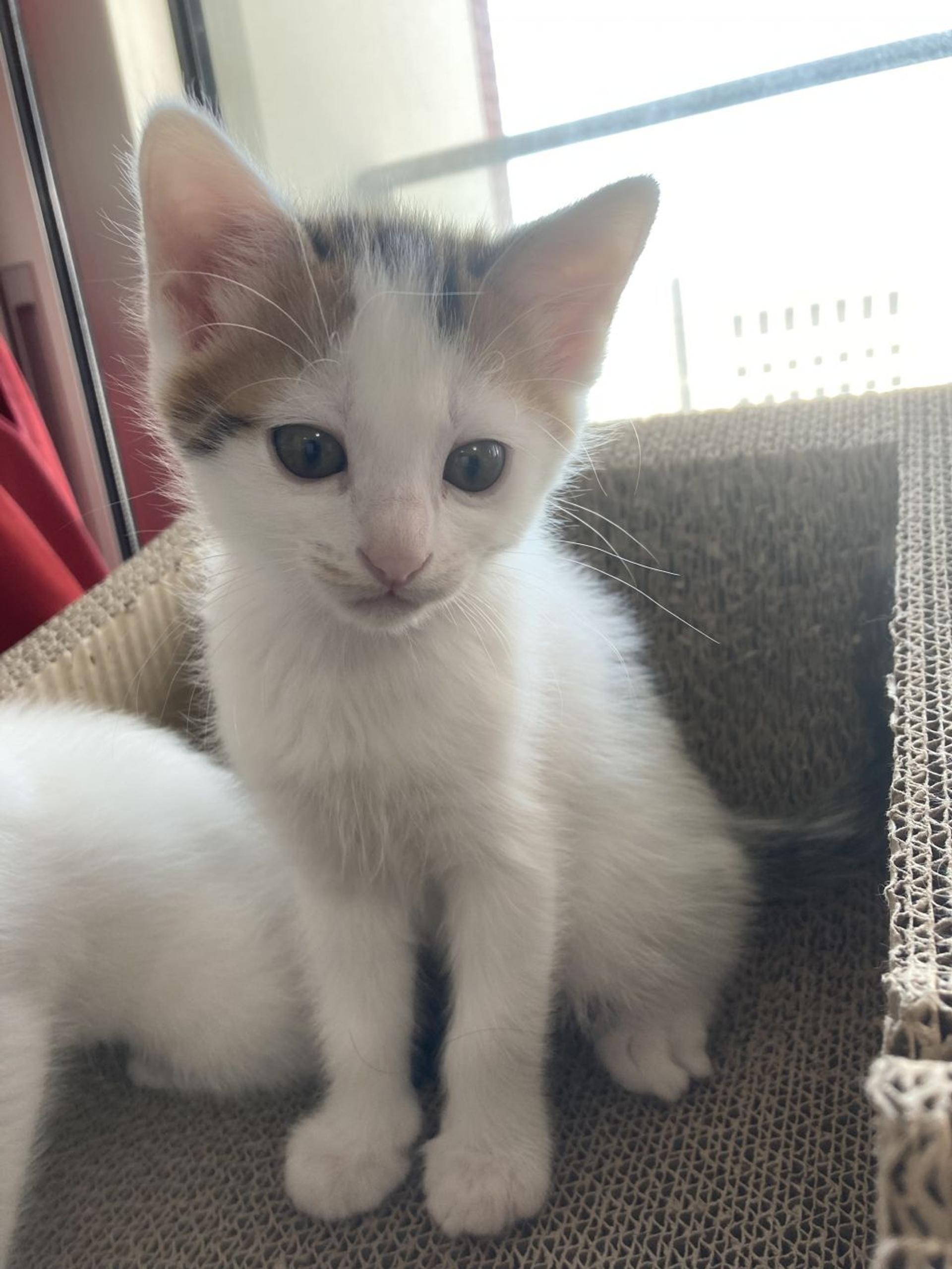 pet-image-9