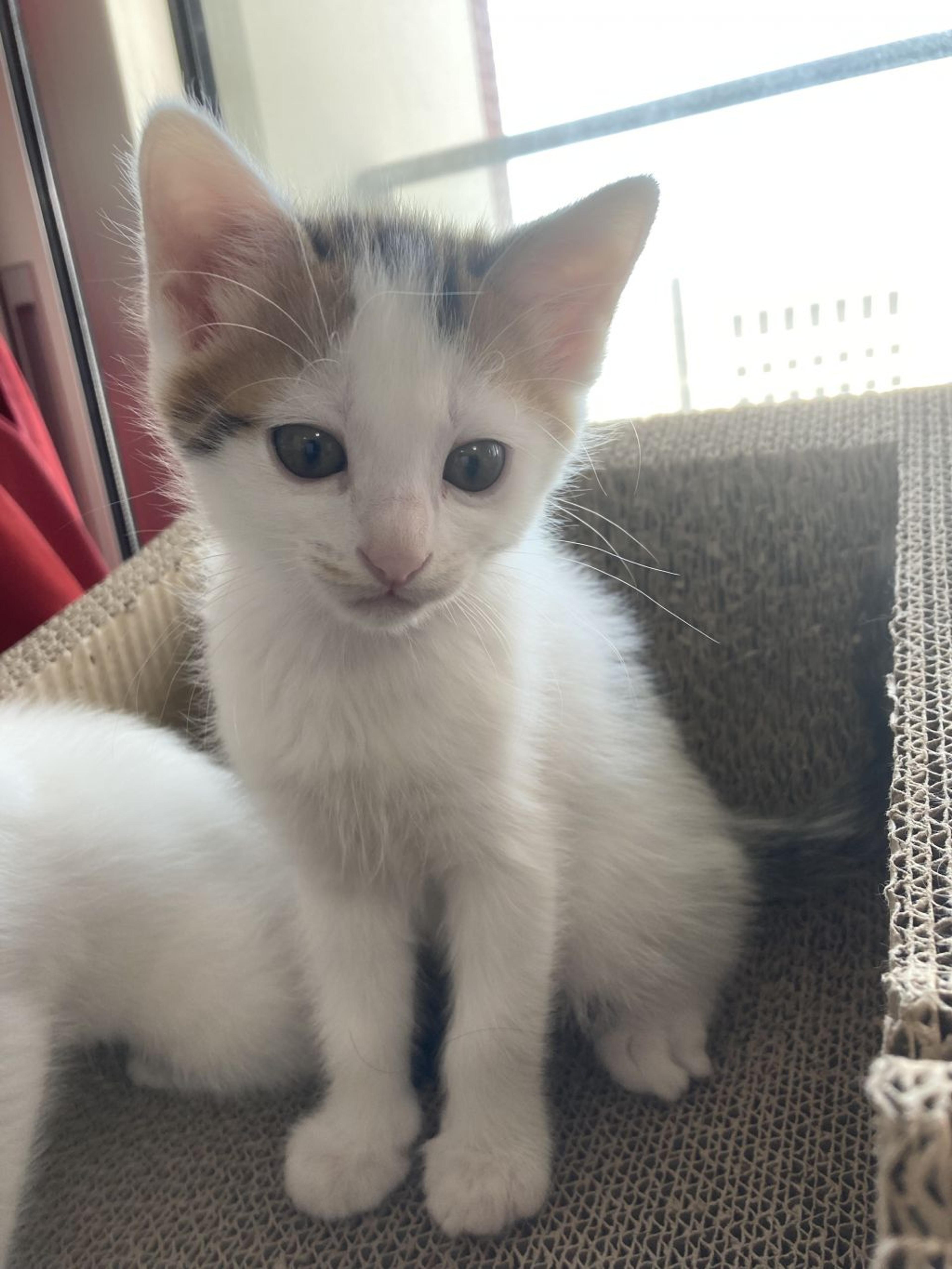 pet-image-9
