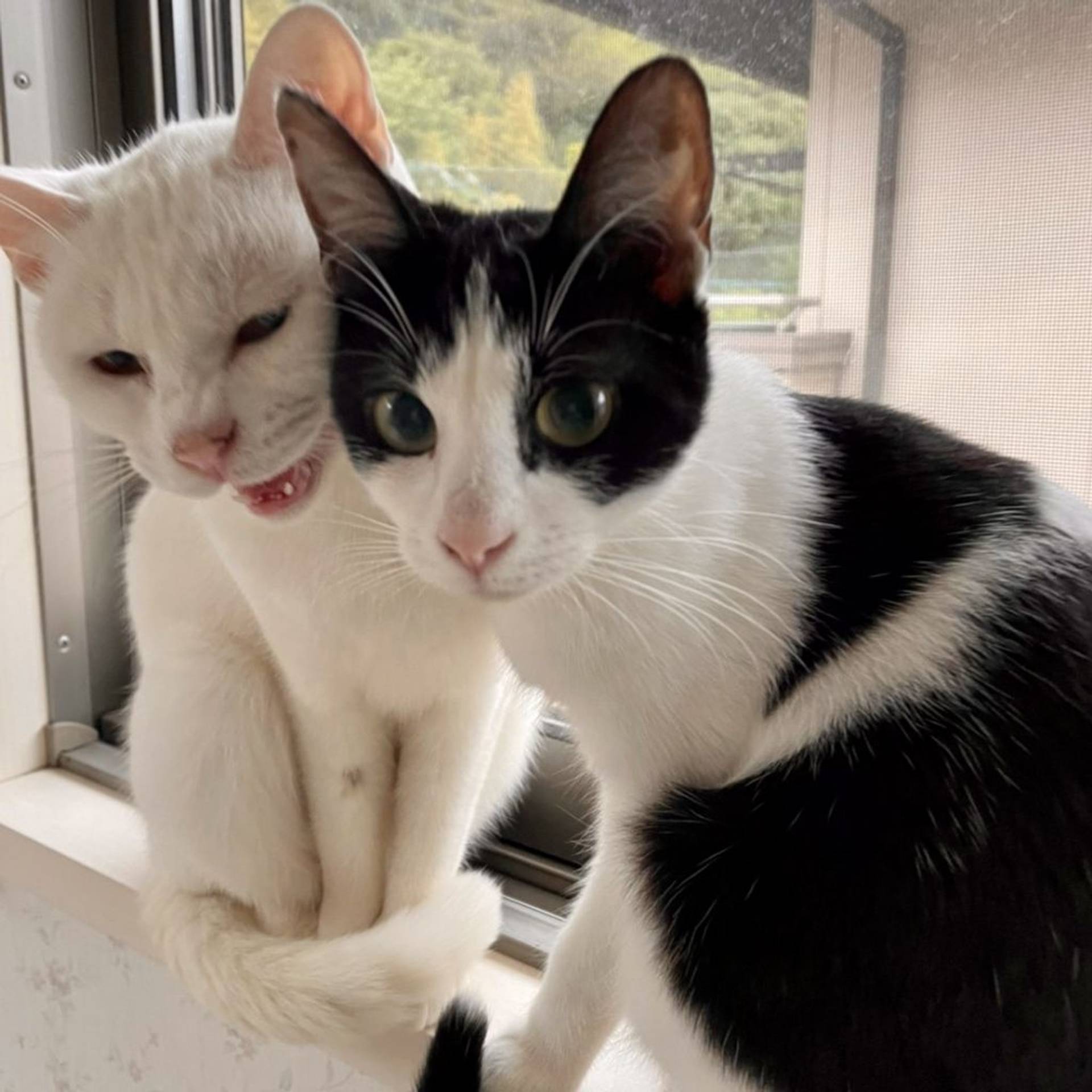 雑種（ミックス猫）・メスの里親募集の写真