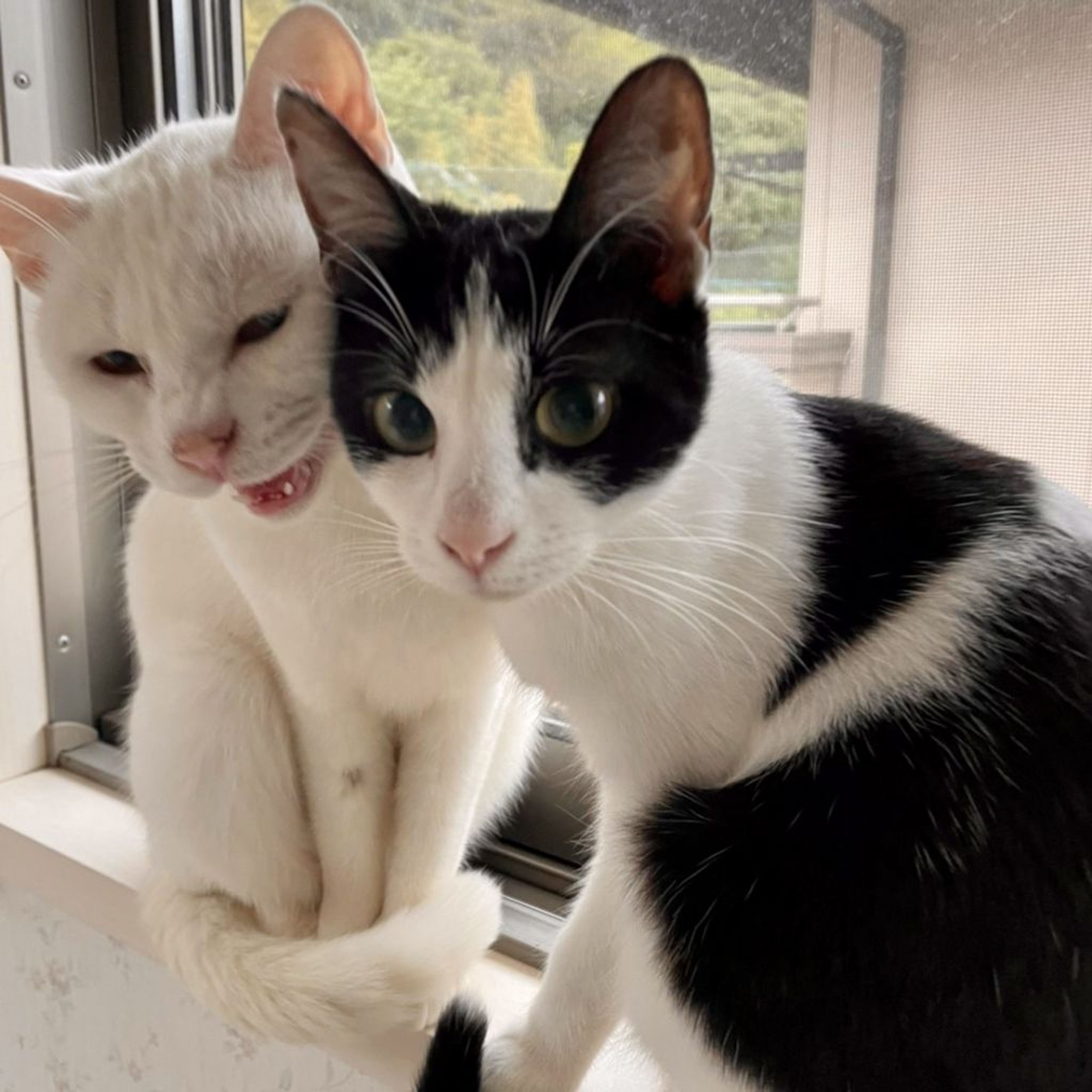 雑種（ミックス猫）・メスの里親募集の写真