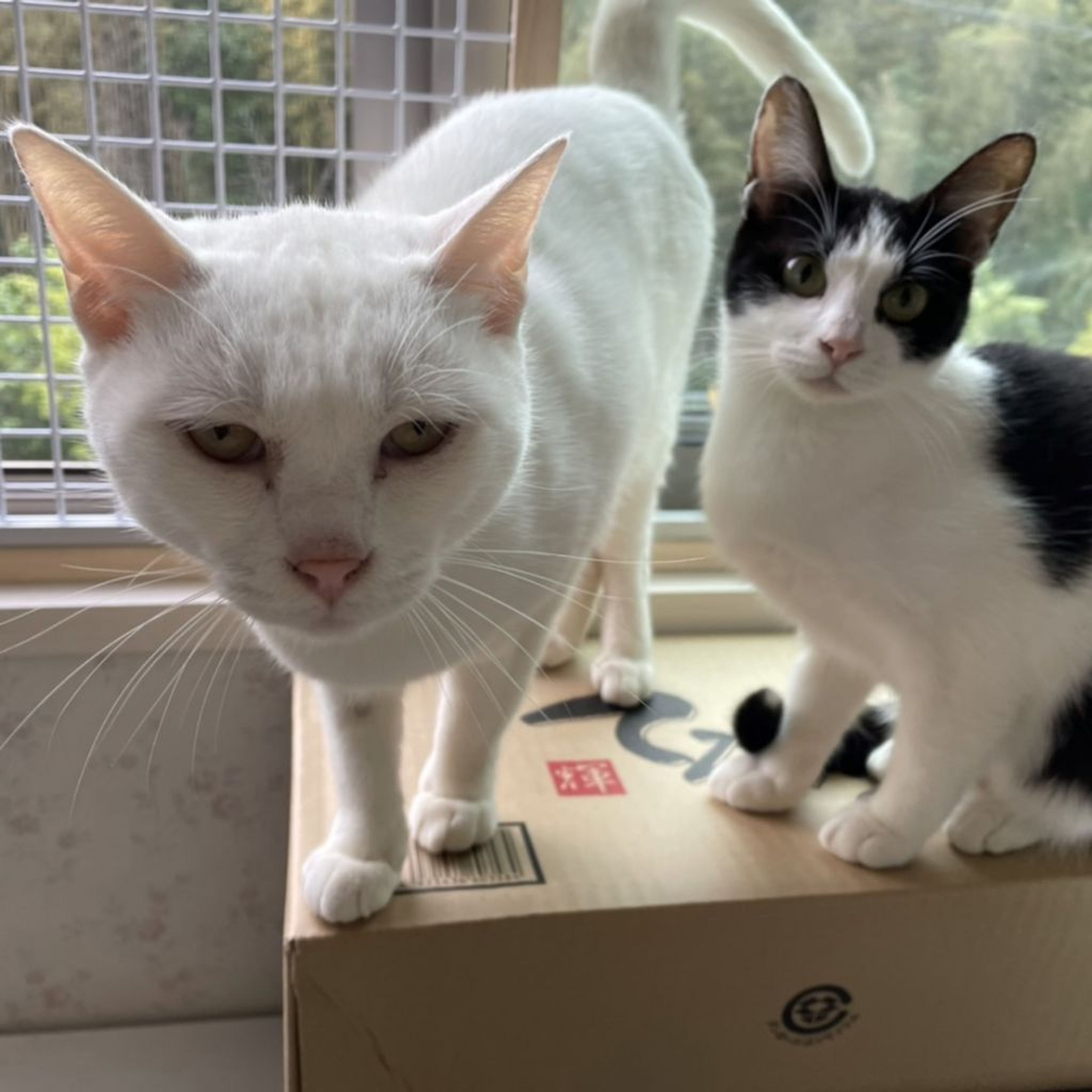 pet-image-3