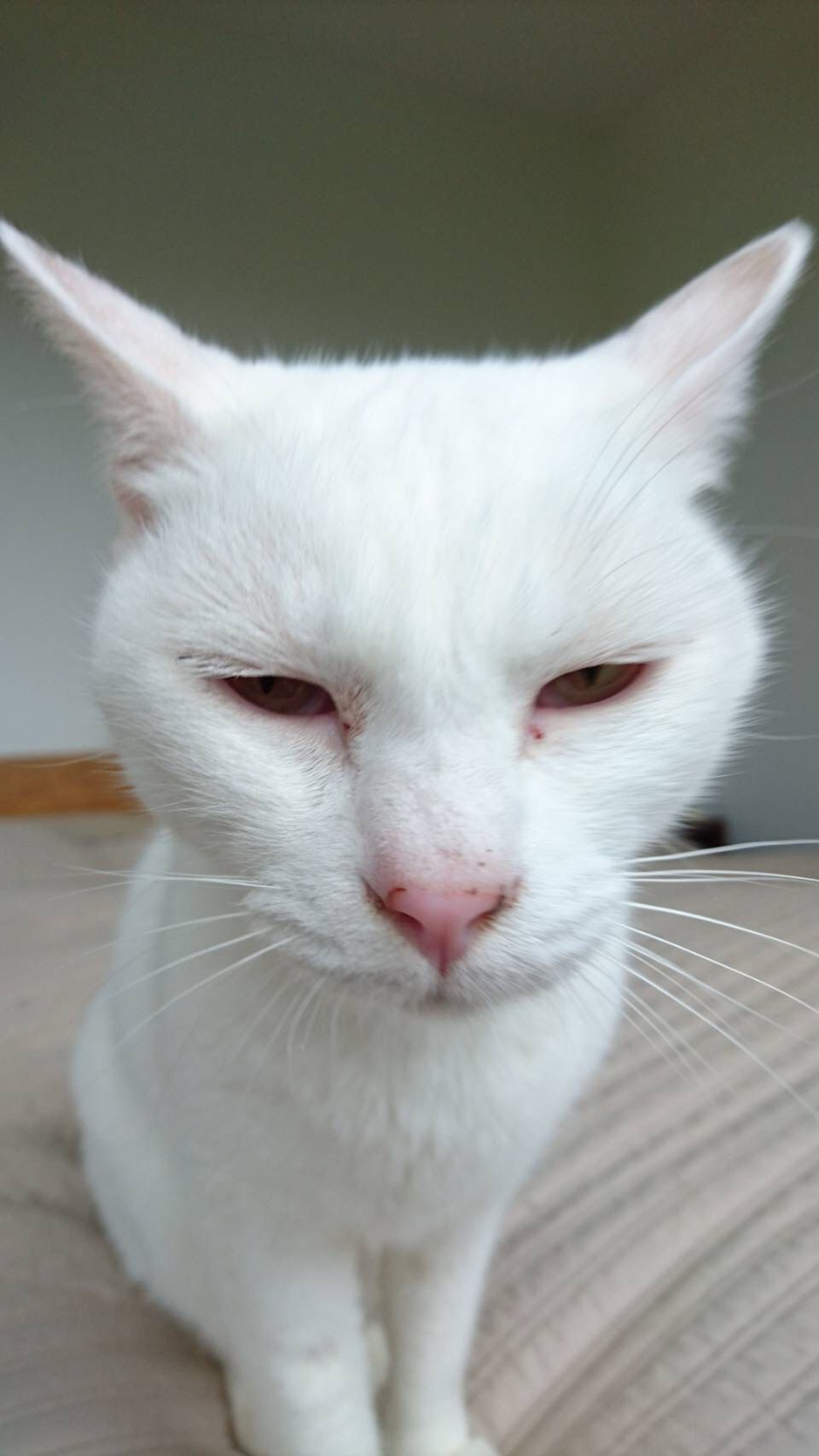 pet-image-5