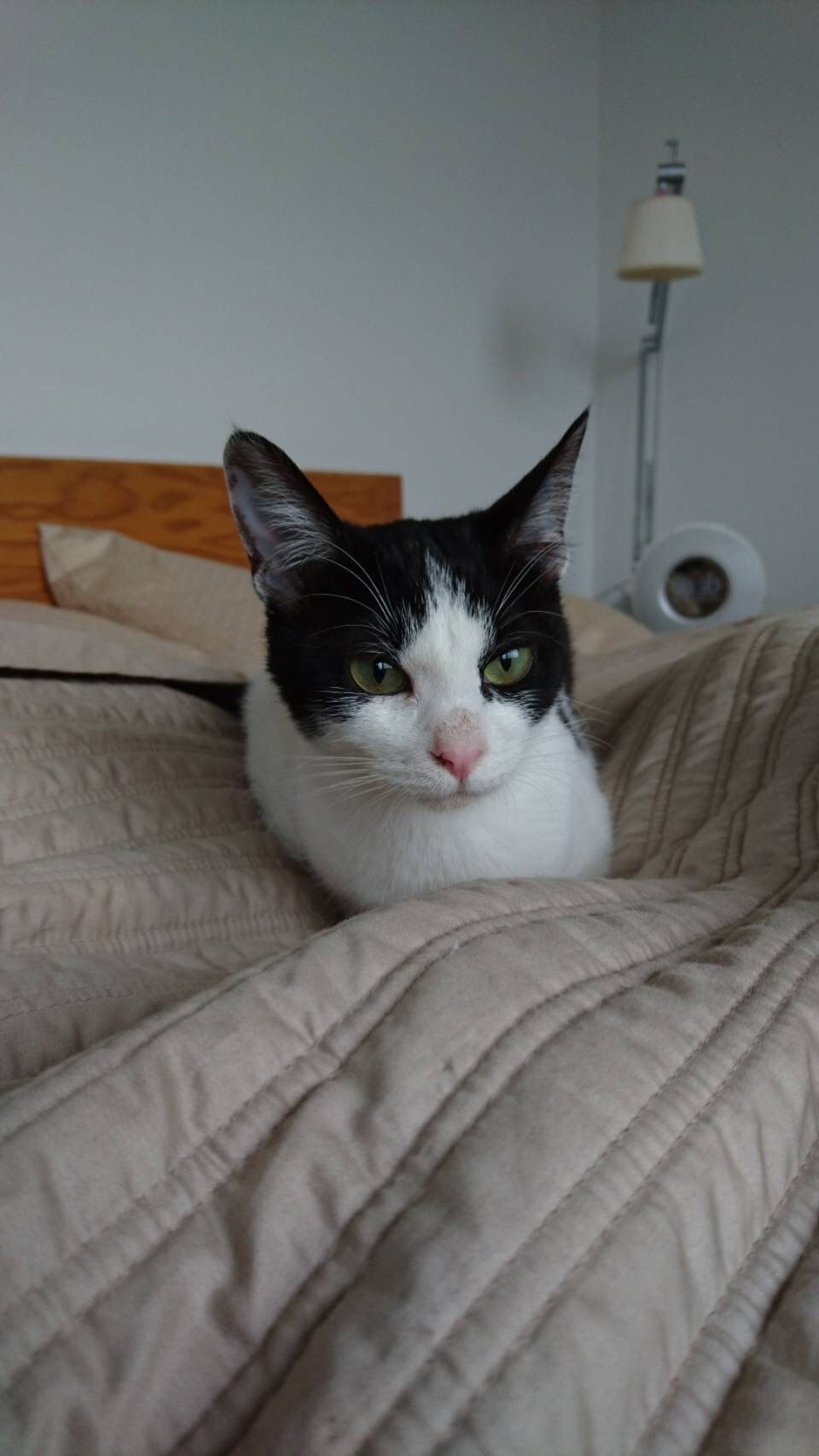 pet-image-6