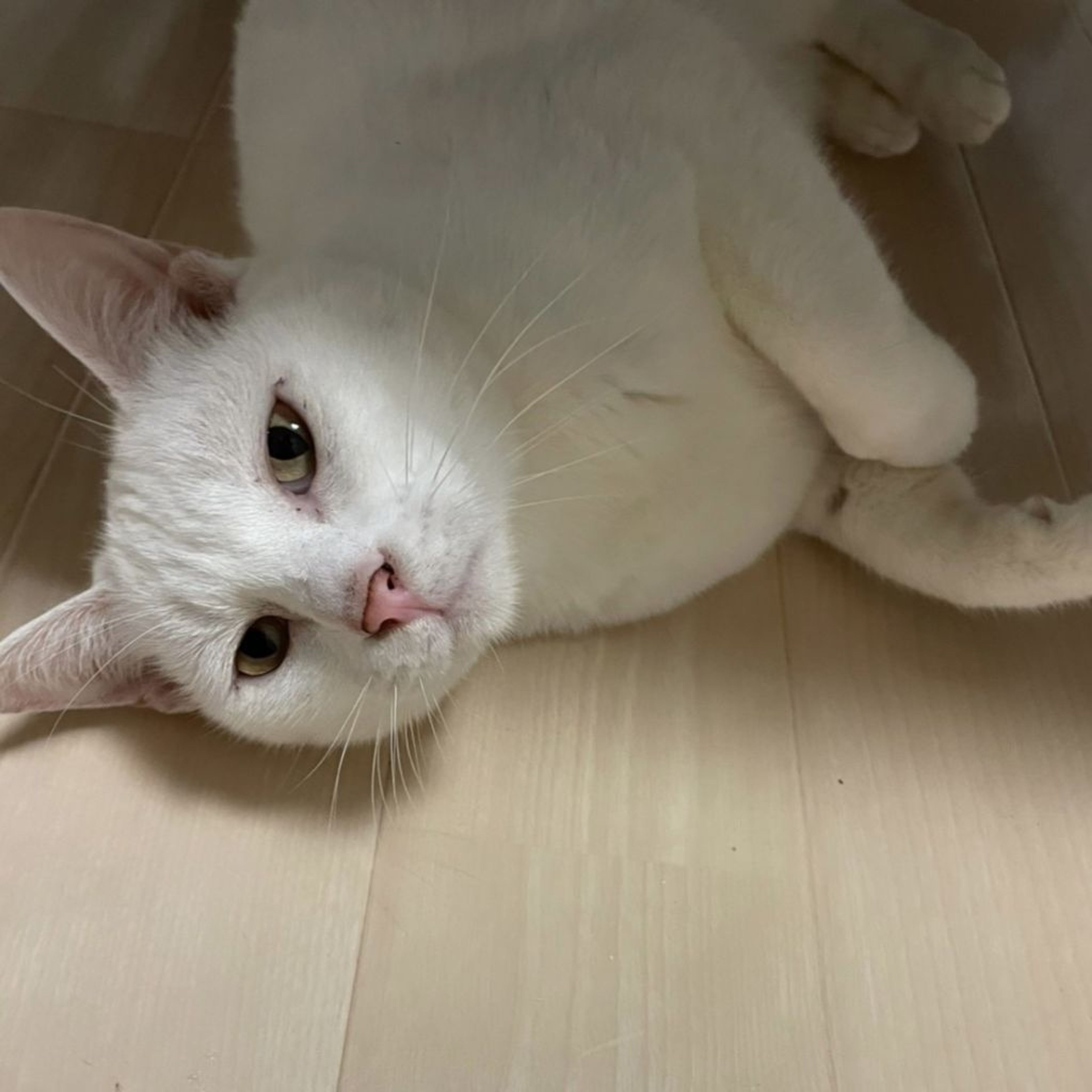 pet-image-7