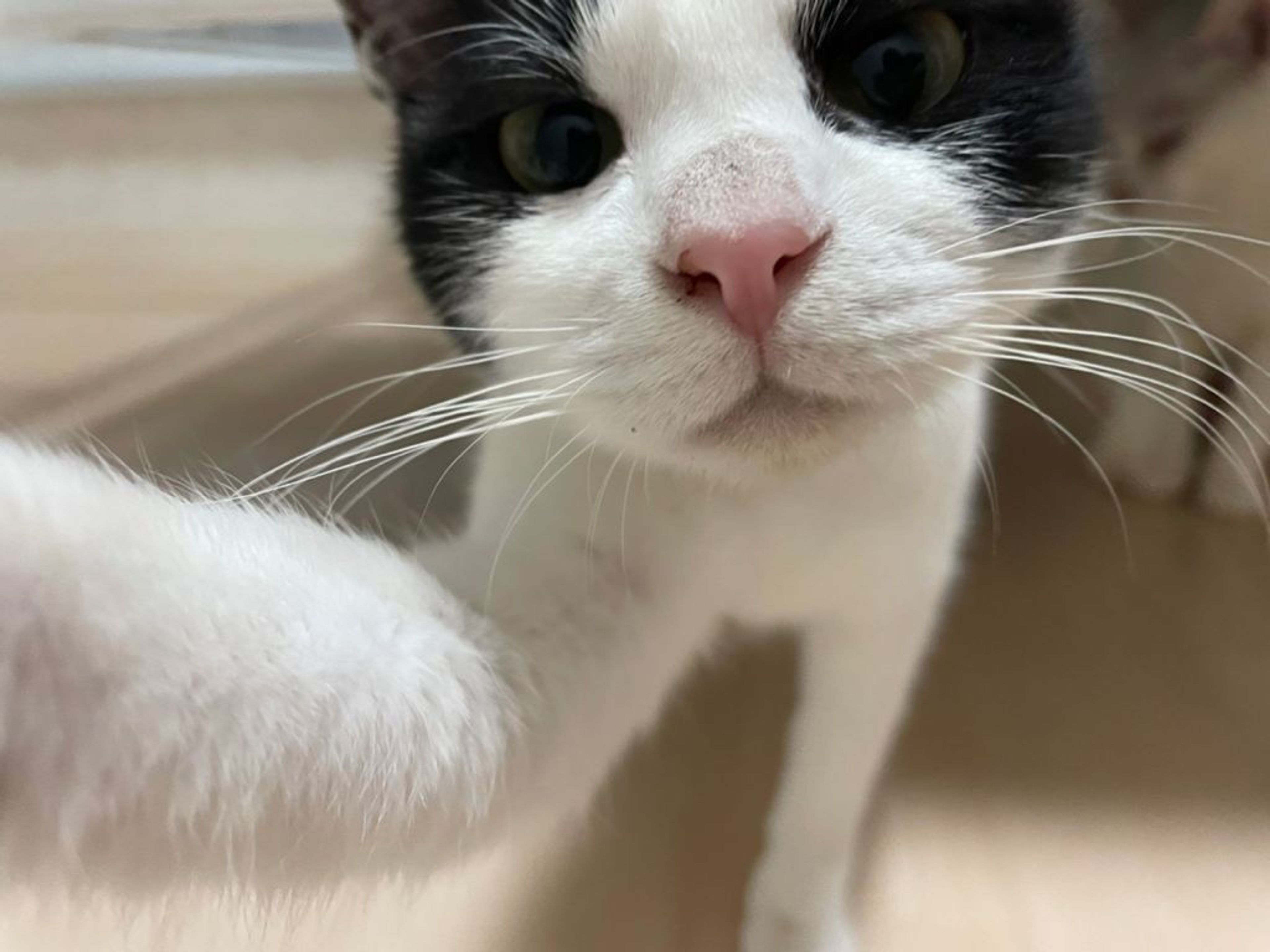 pet-image-8