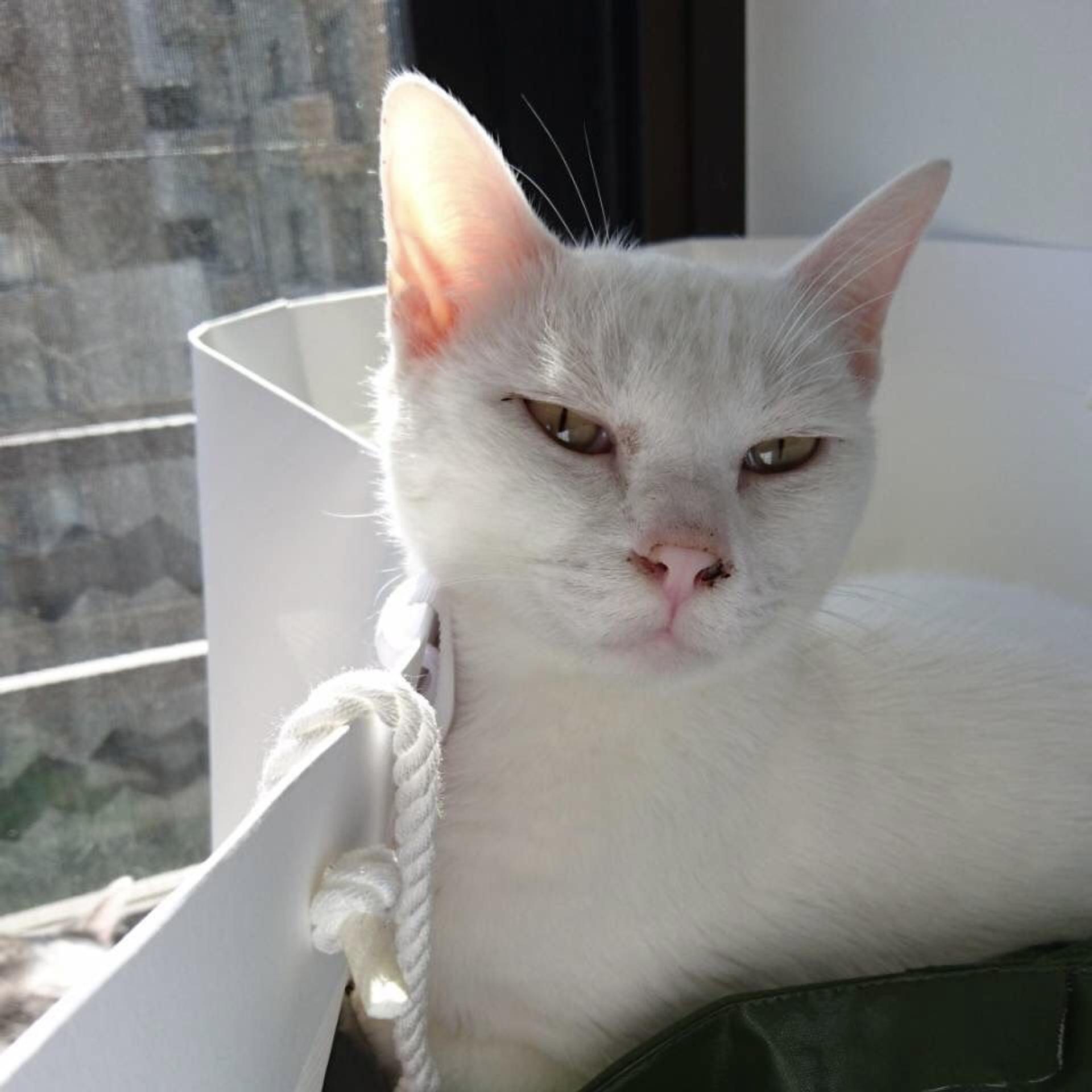 pet-image-9