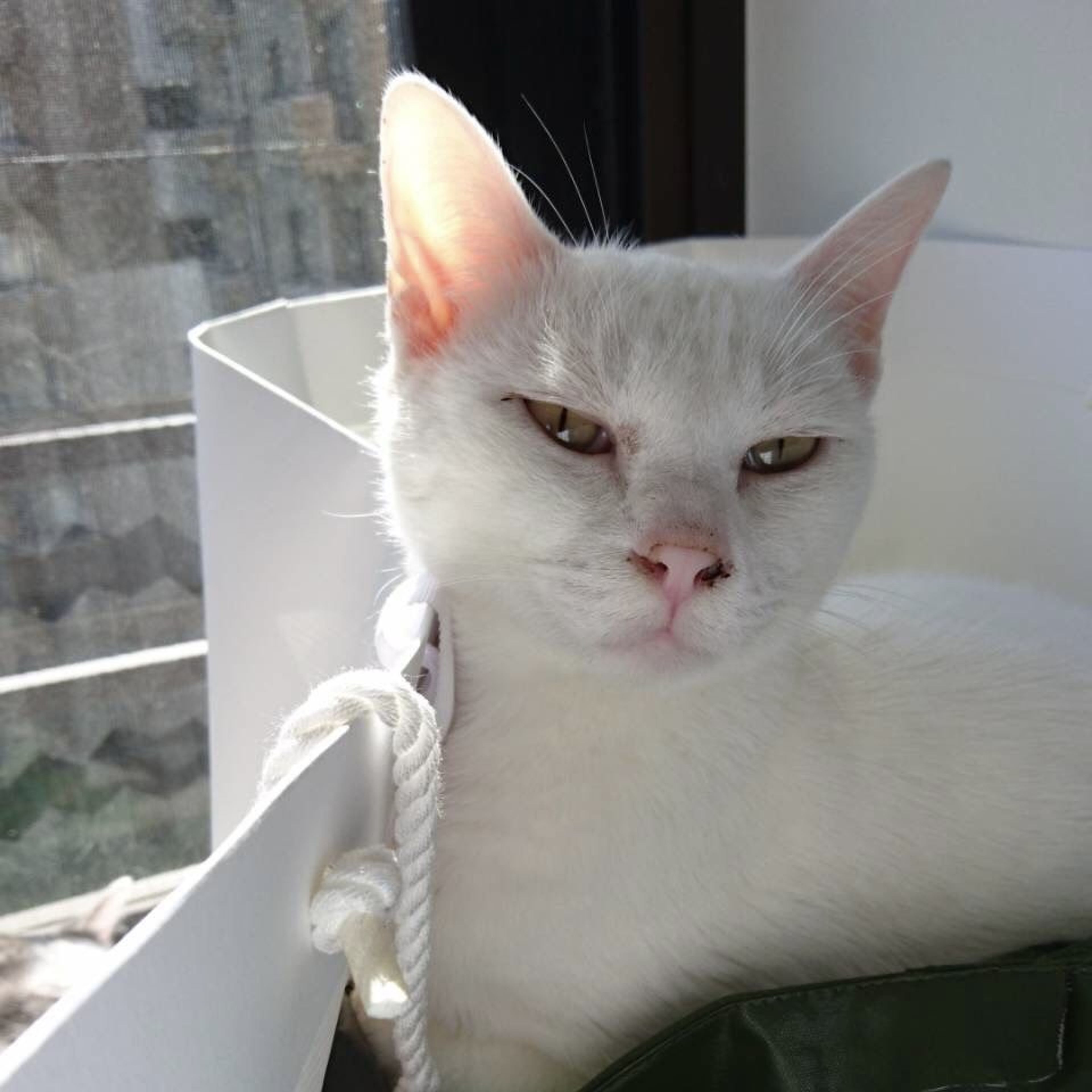 pet-image-9