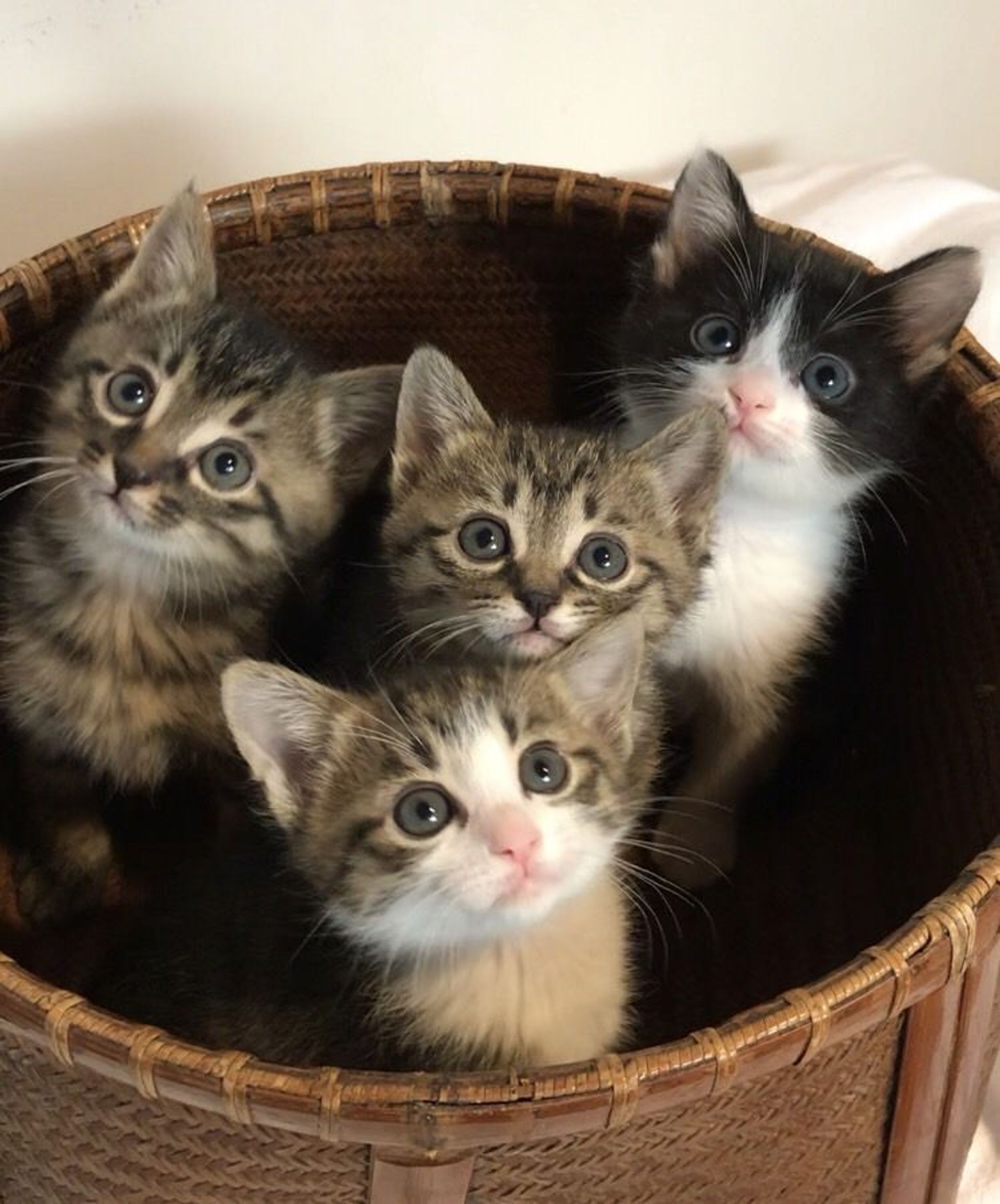 雑種（ミックス猫）・オスの里親募集の写真