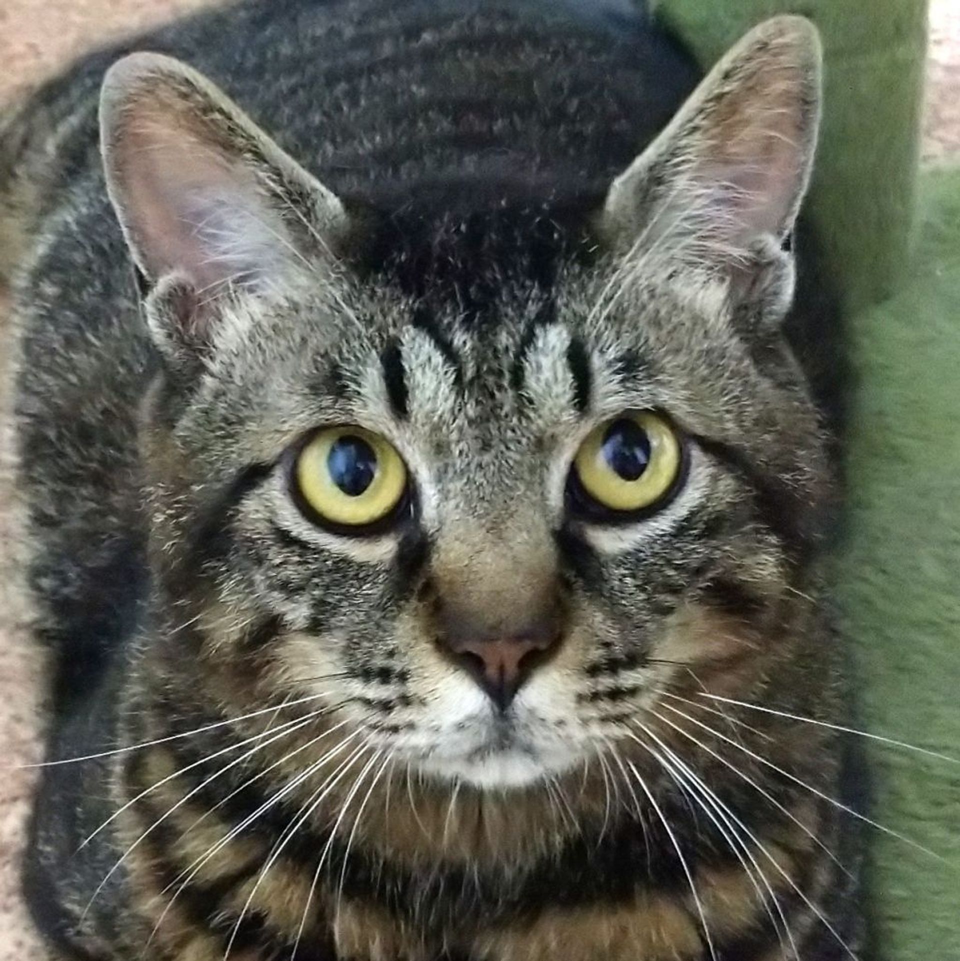 雑種（ミックス猫）・オスの里親募集の写真