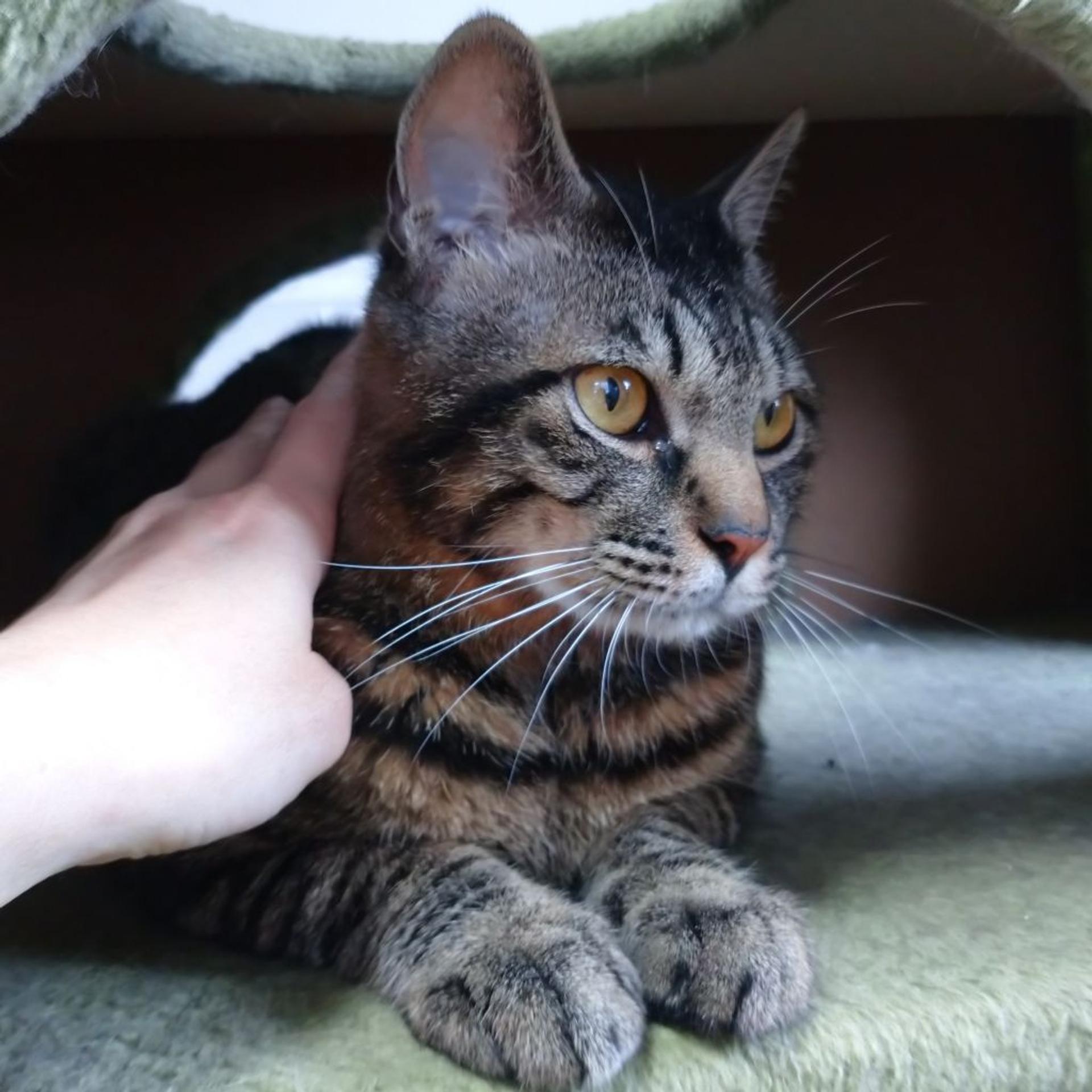 pet-image-3