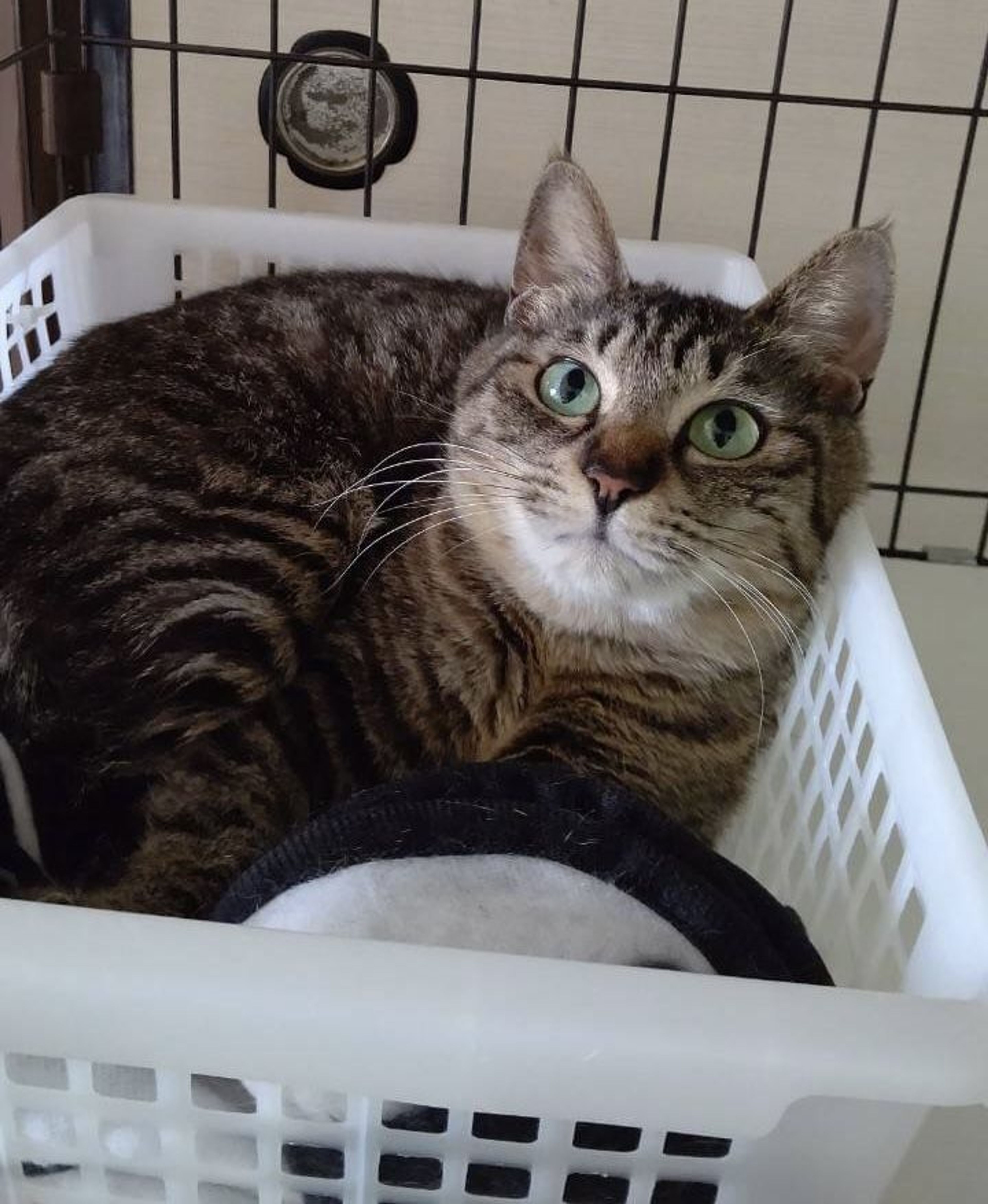 pet-image-4