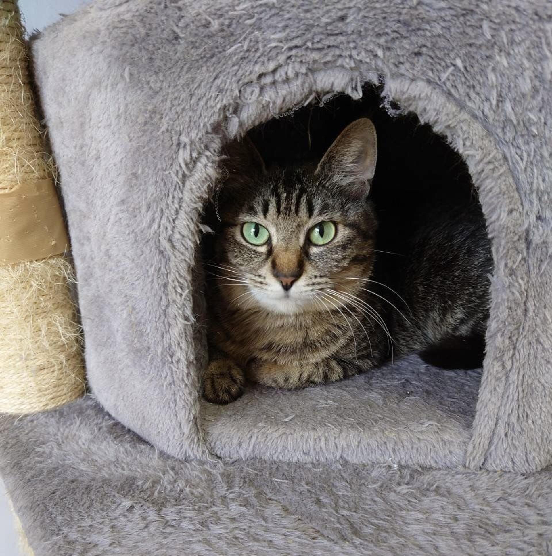 pet-image-5