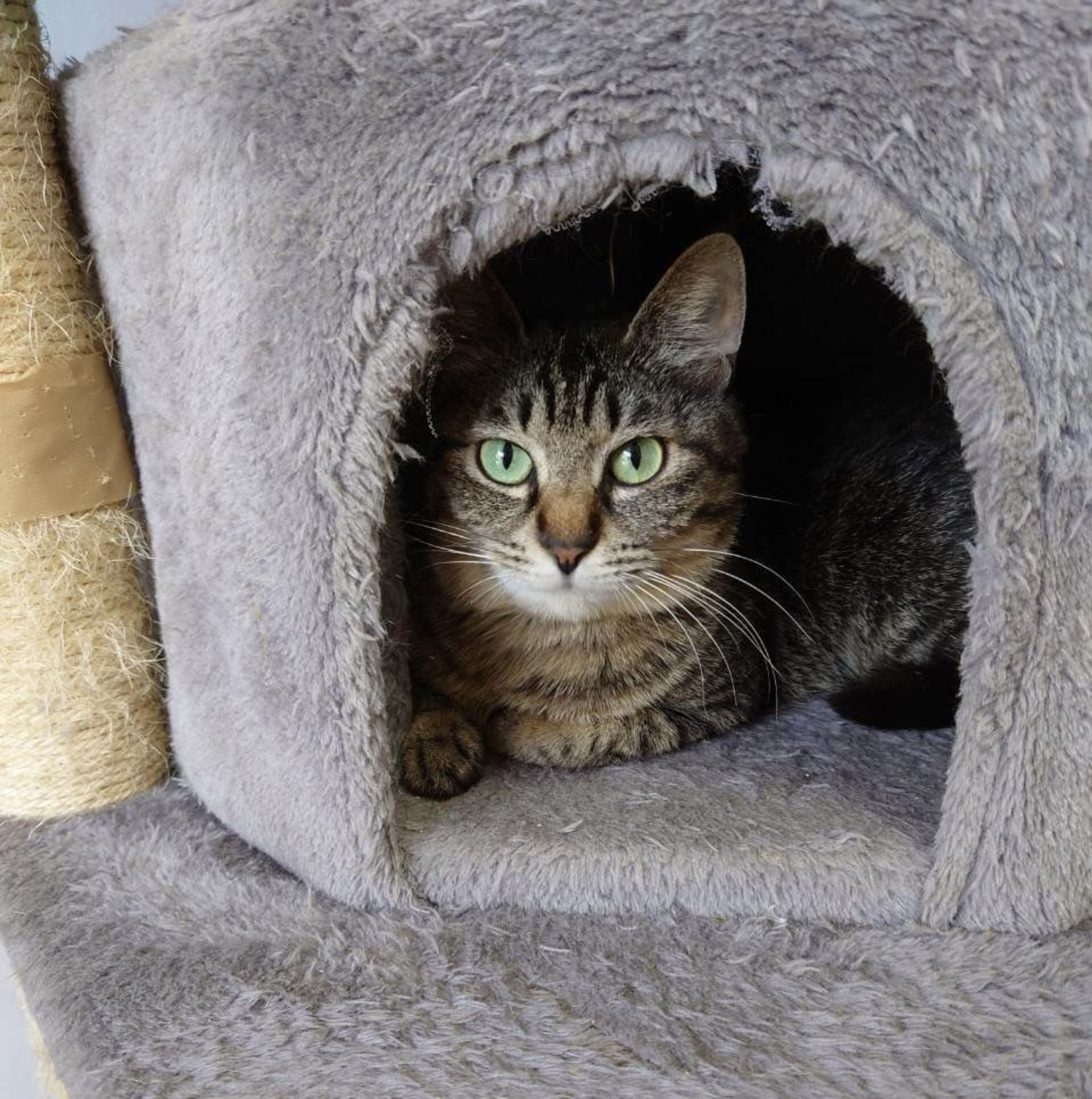 pet-image-5