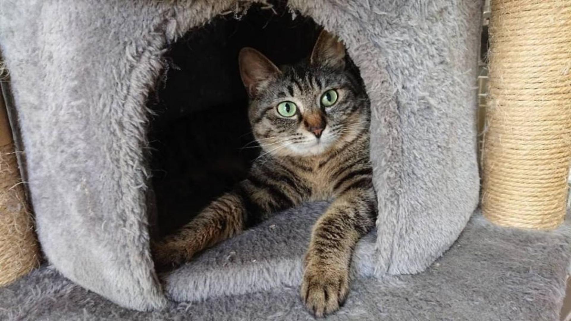 pet-image-6
