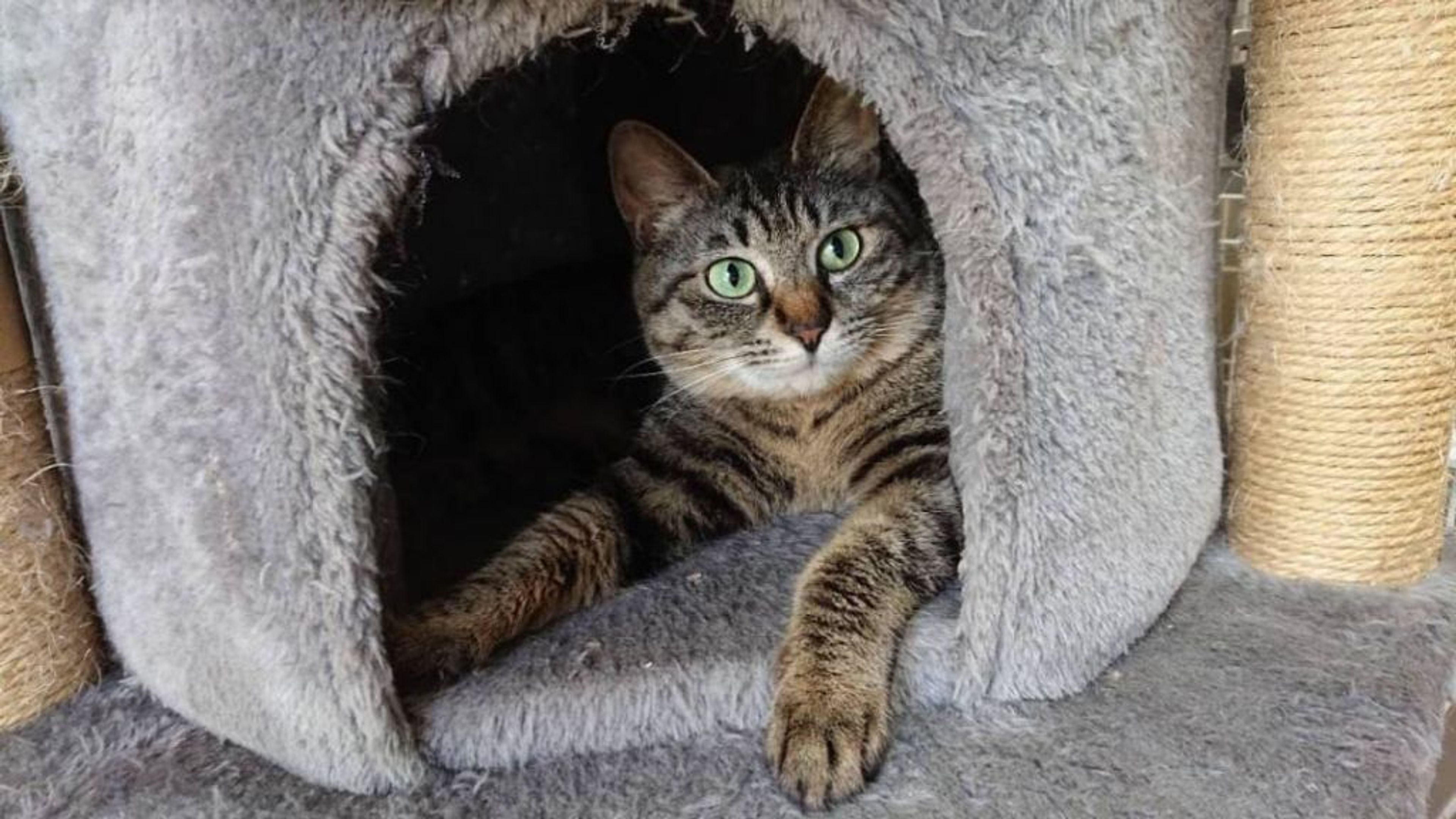 pet-image-6