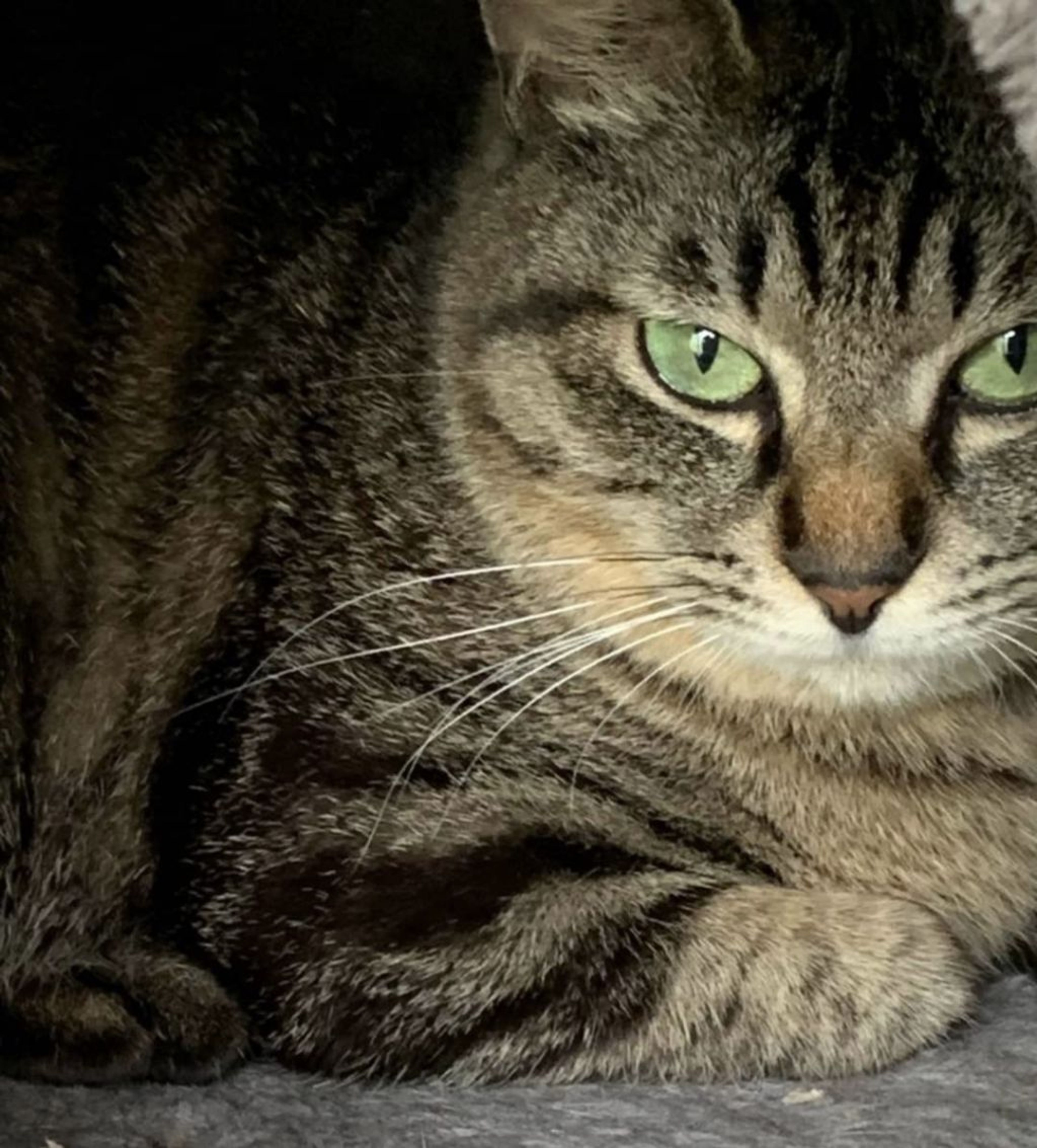 pet-image-7