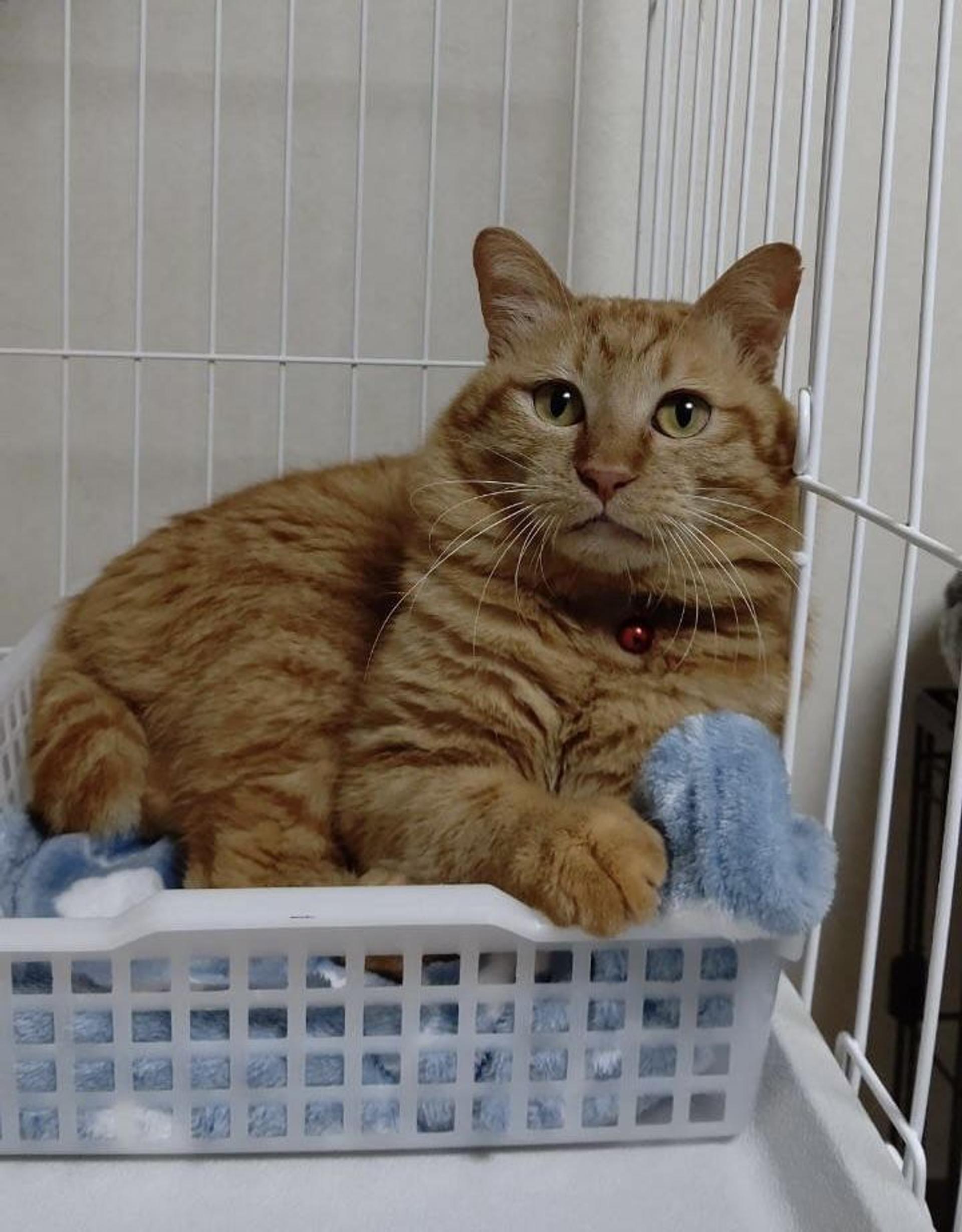 pet-image-7