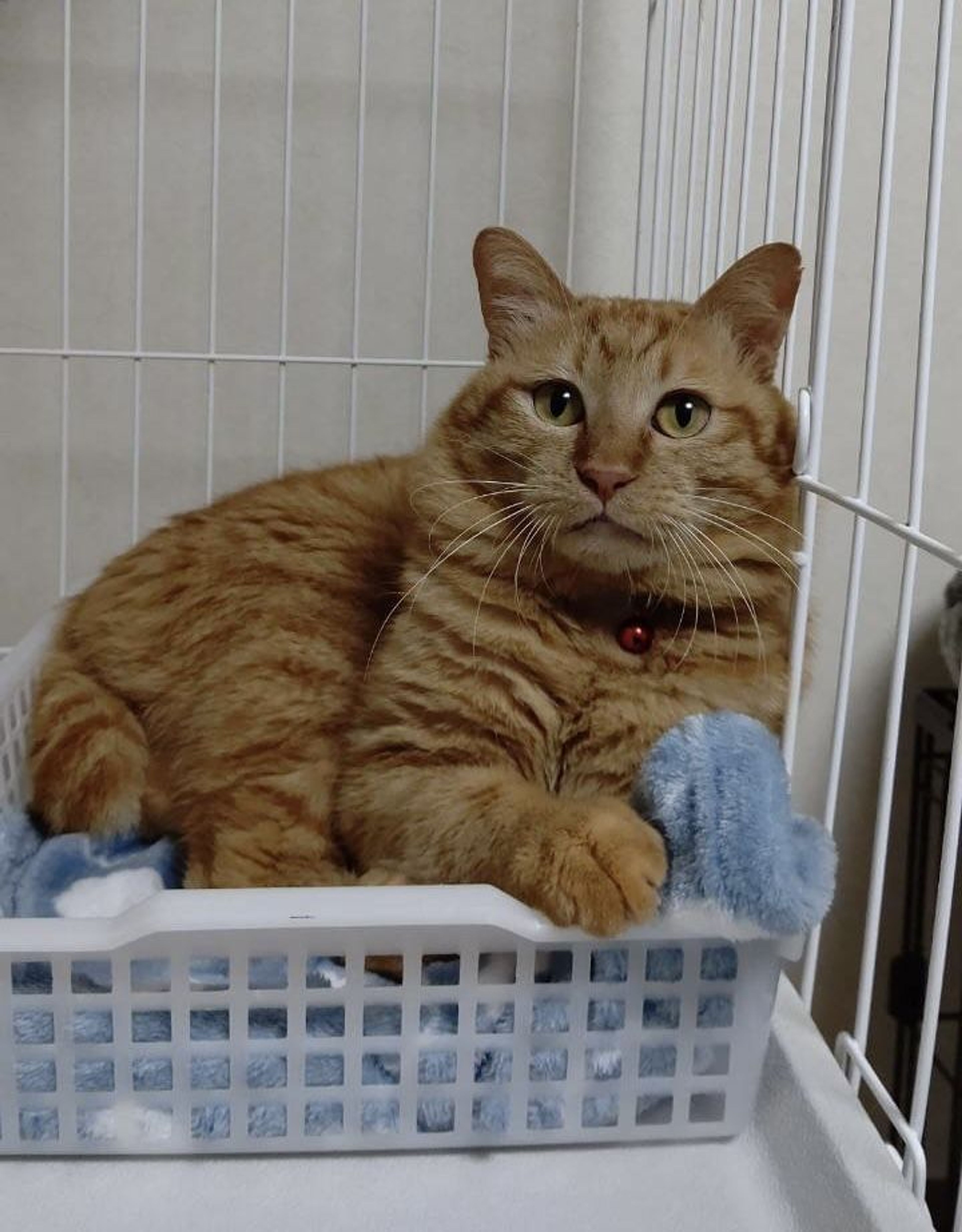 pet-image-7