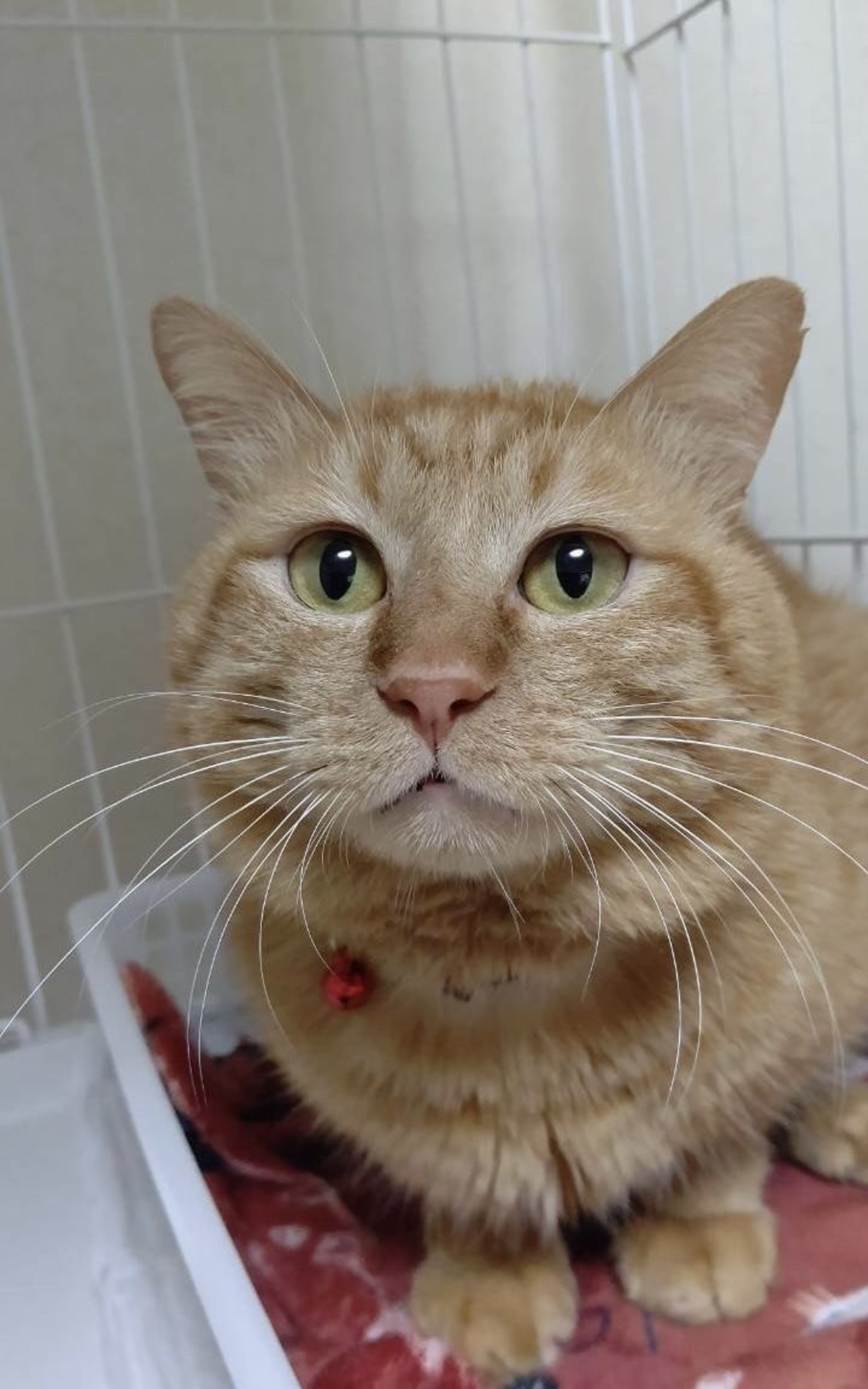 pet-image-9