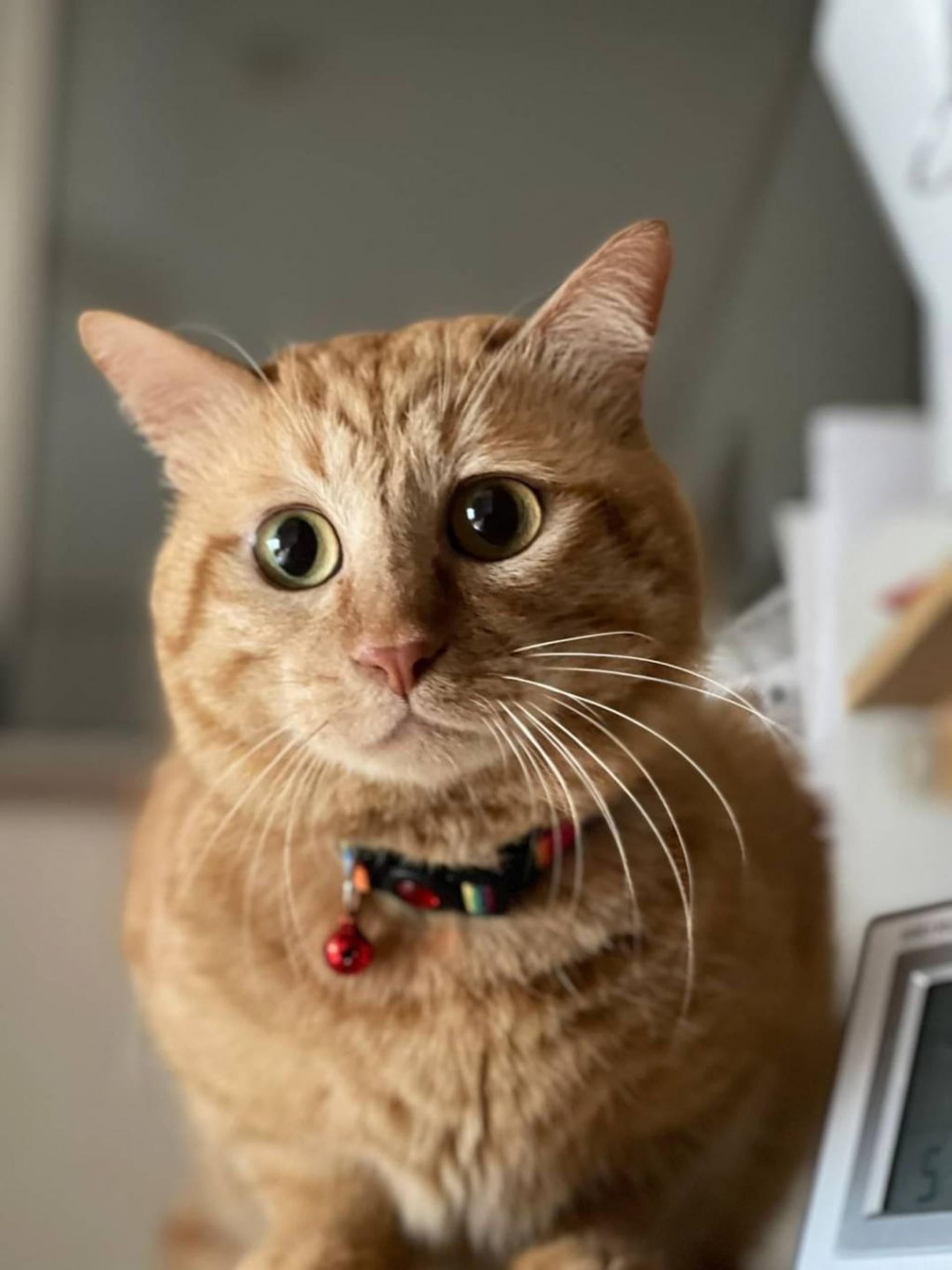 pet-image-4