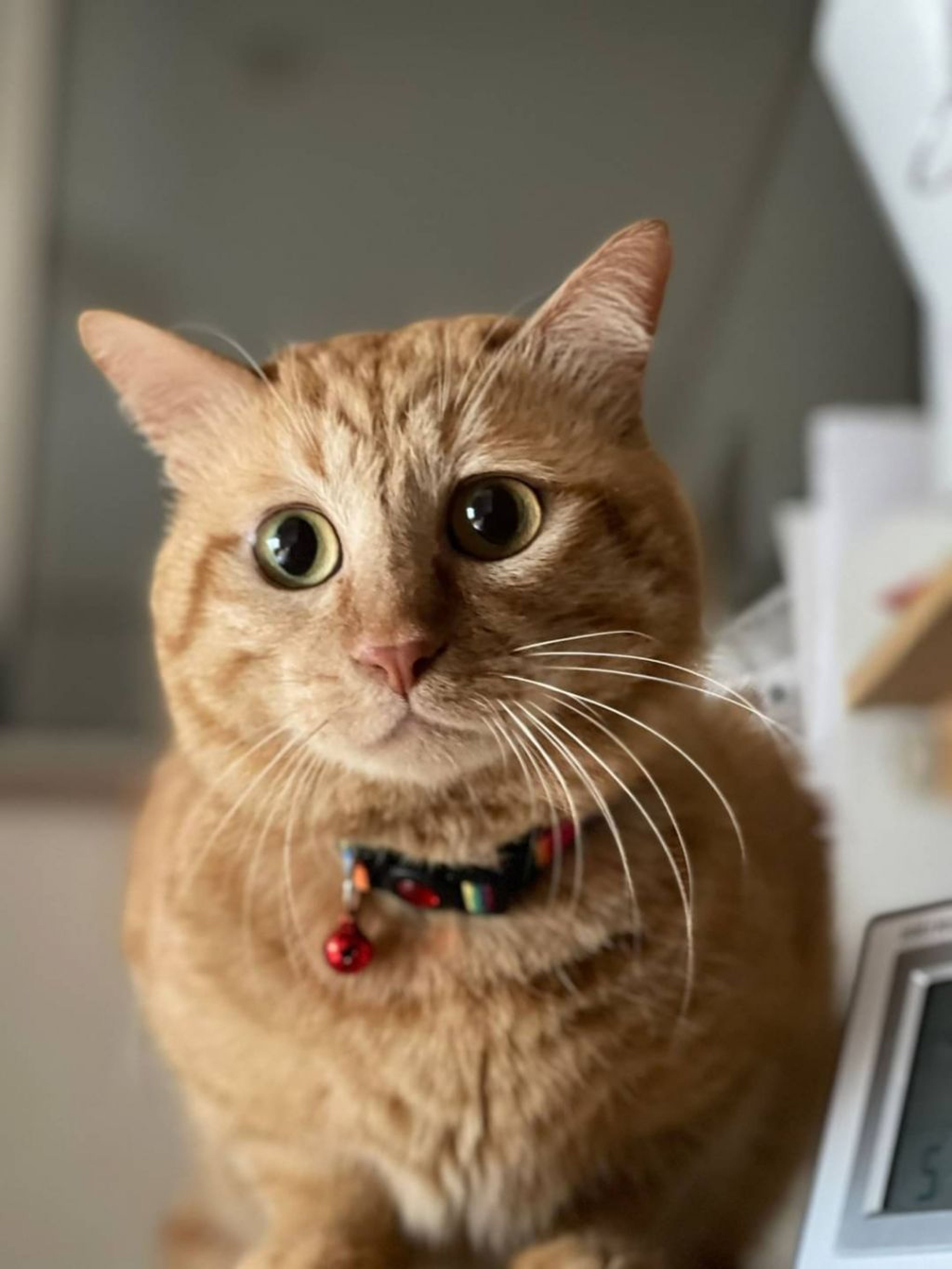 pet-image-4