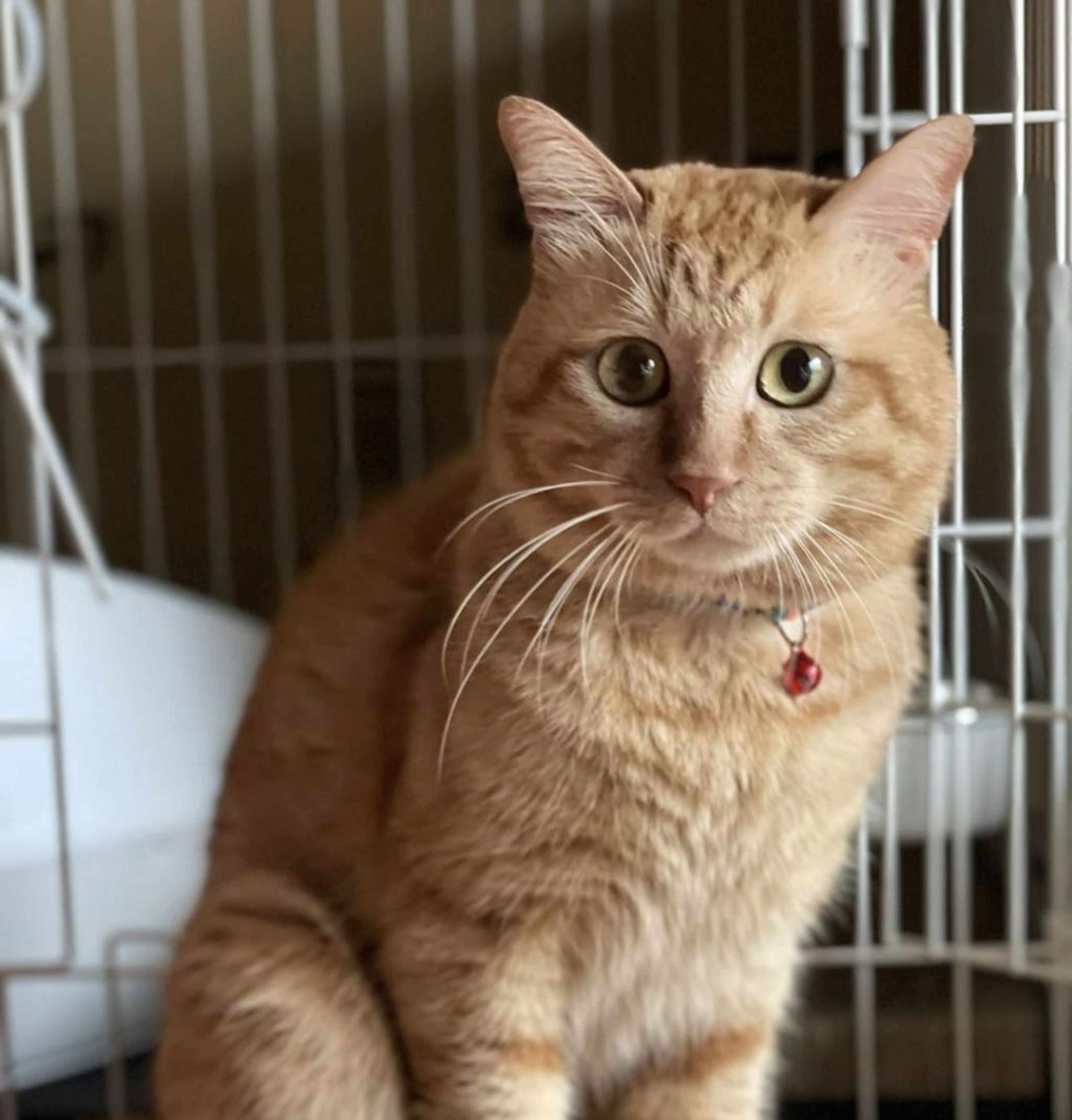 pet-image-6