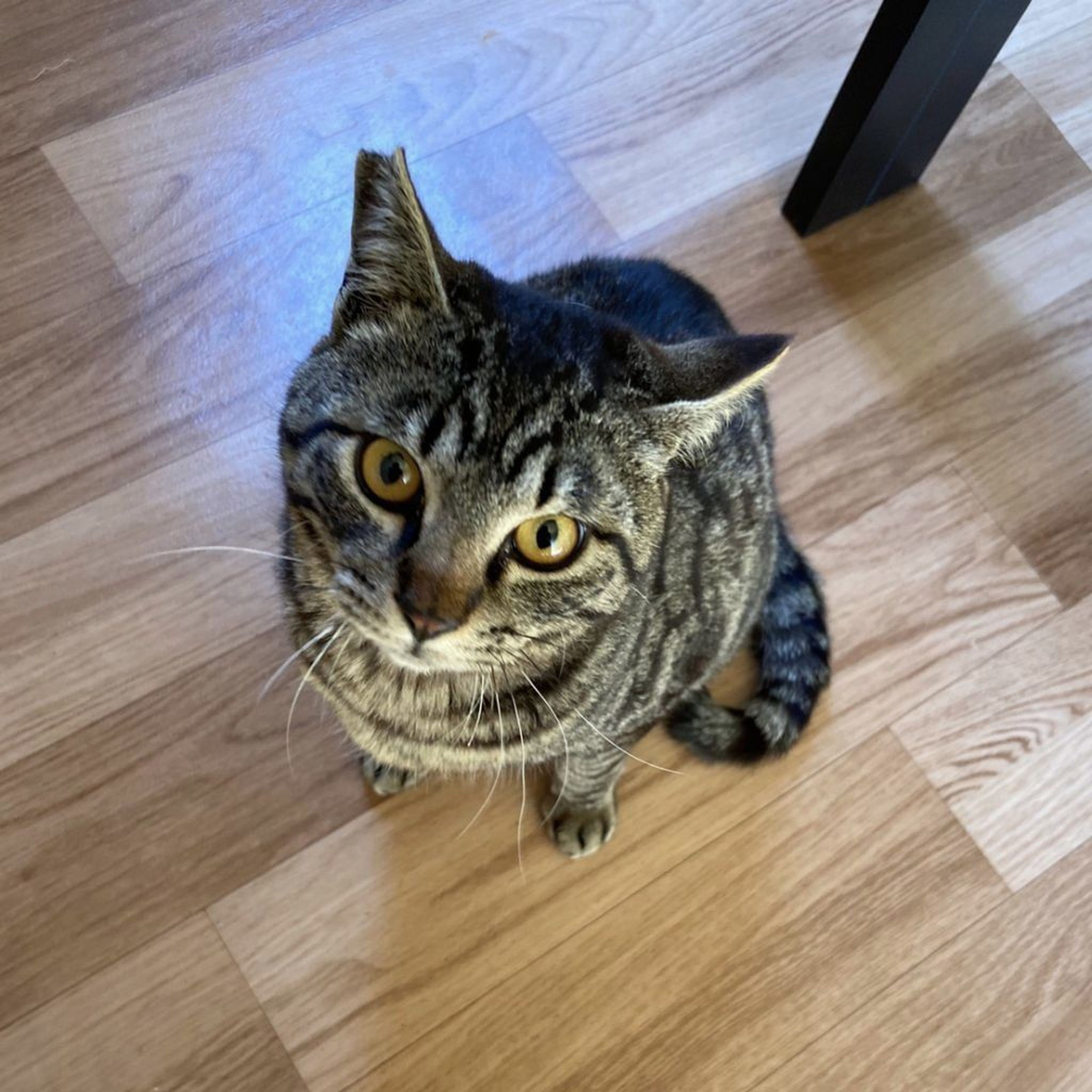 pet-image-2