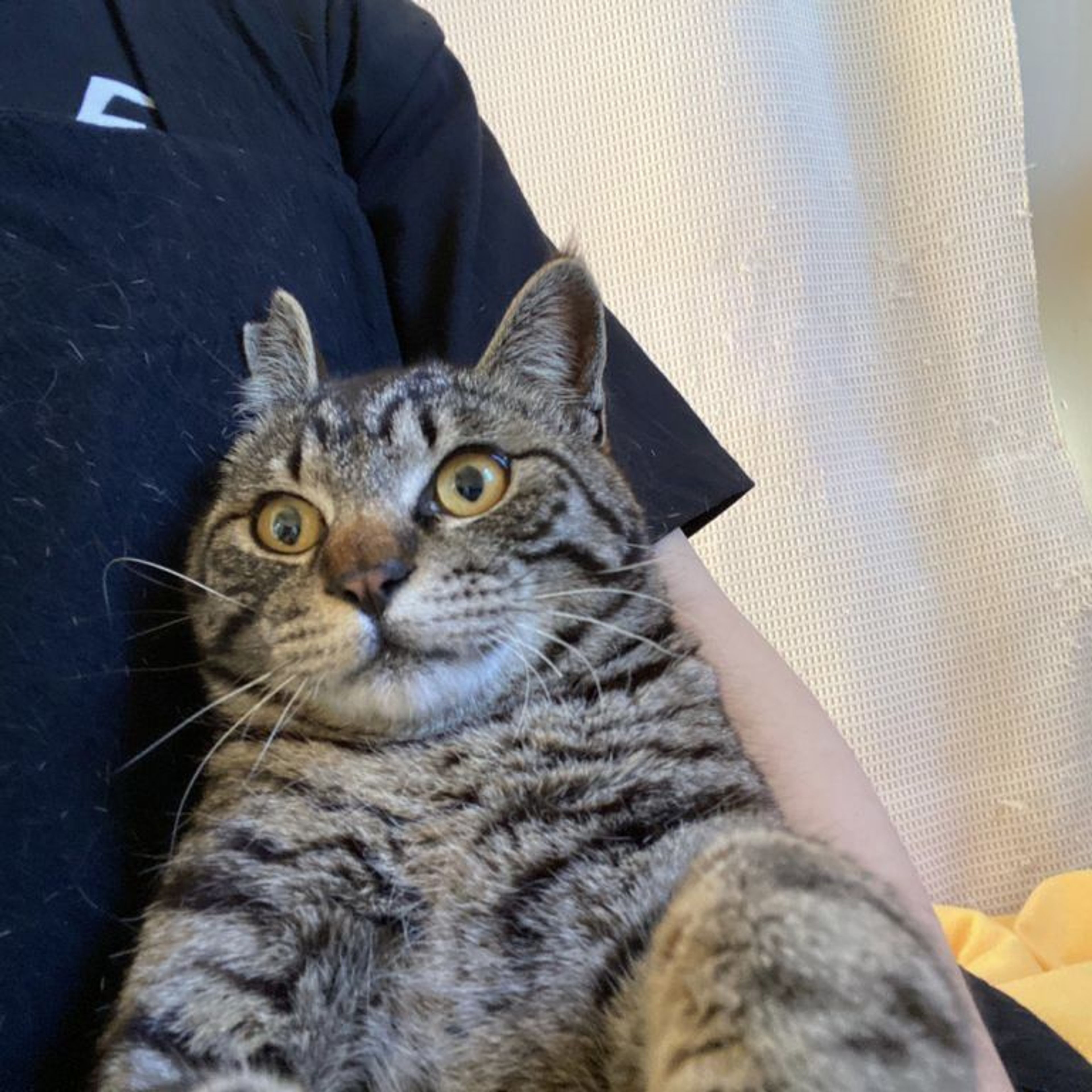 pet-image-5