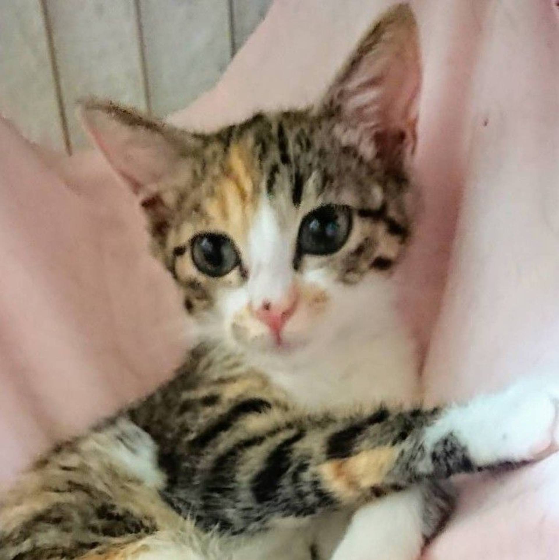 雑種（ミックス猫）・メスの里親募集の写真