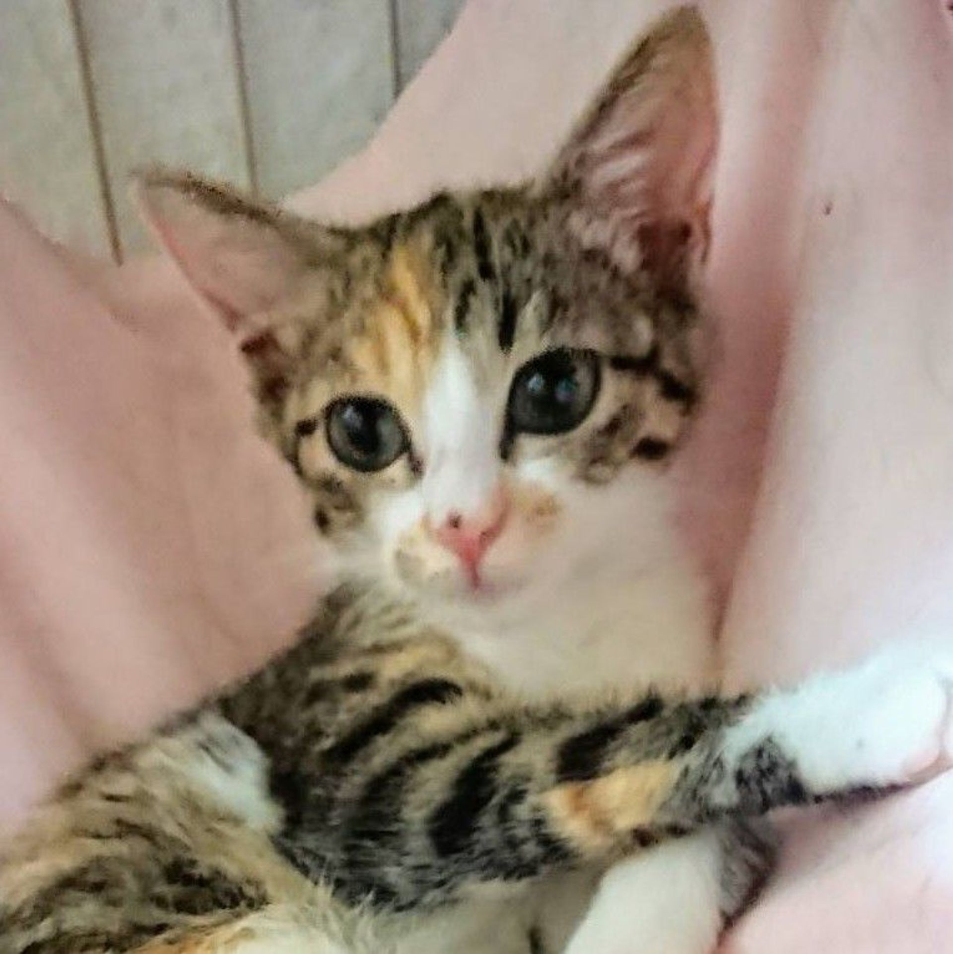 雑種（ミックス猫）・メスの里親募集の写真